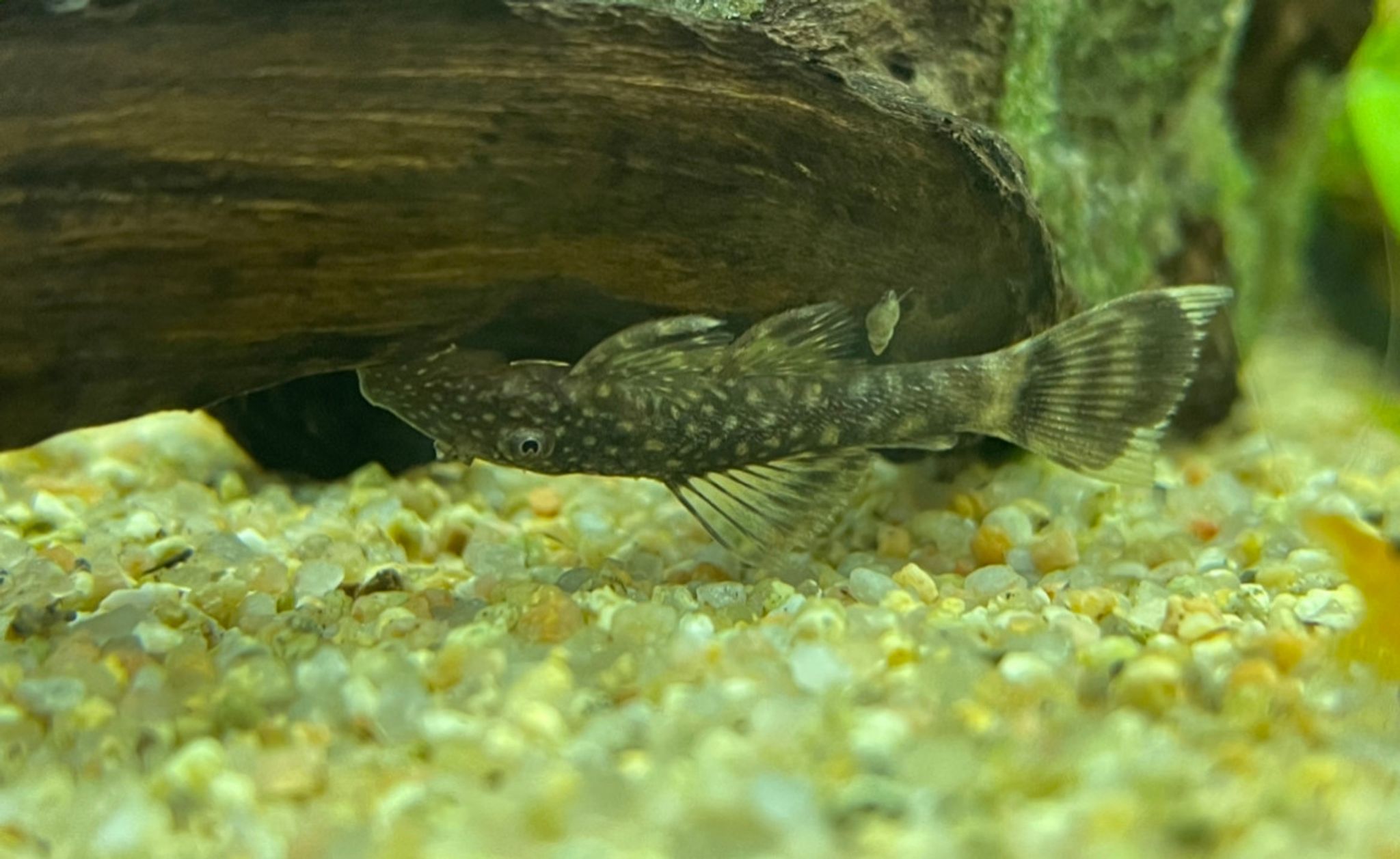 Bristlenose Pleco, Small