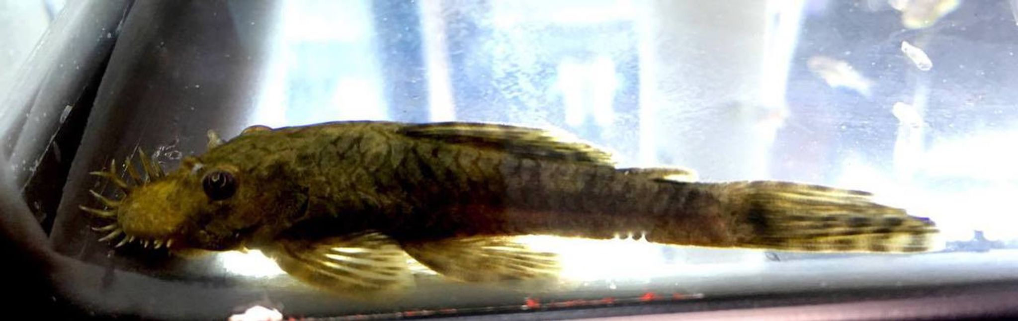 Bristlenose Pleco, Small