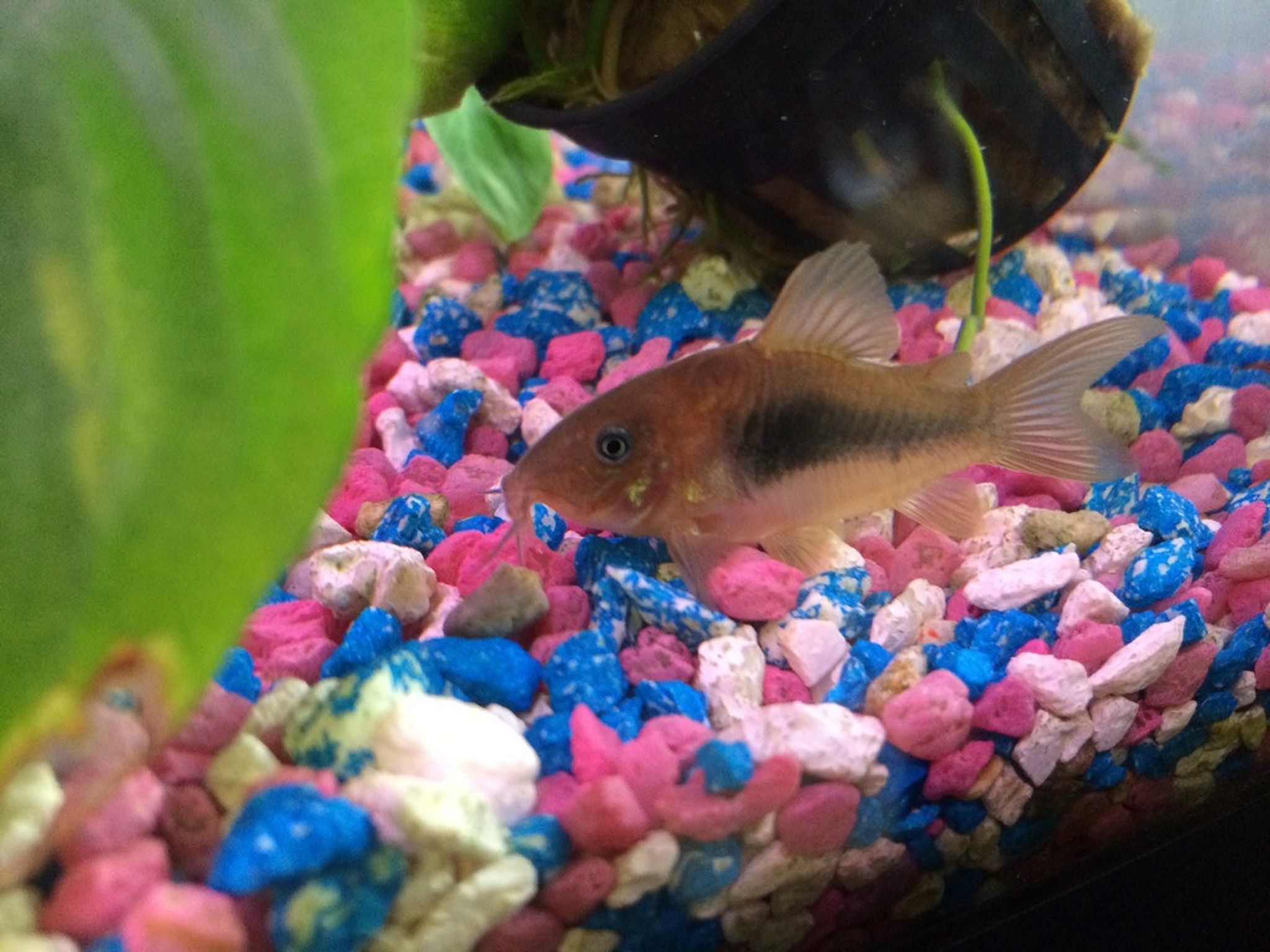Bronze Cory / Green Corydoras Cory Cat