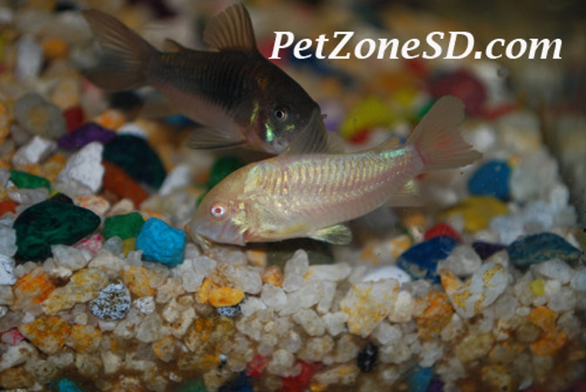 Bronze Cory / Green Corydoras Cory Cat