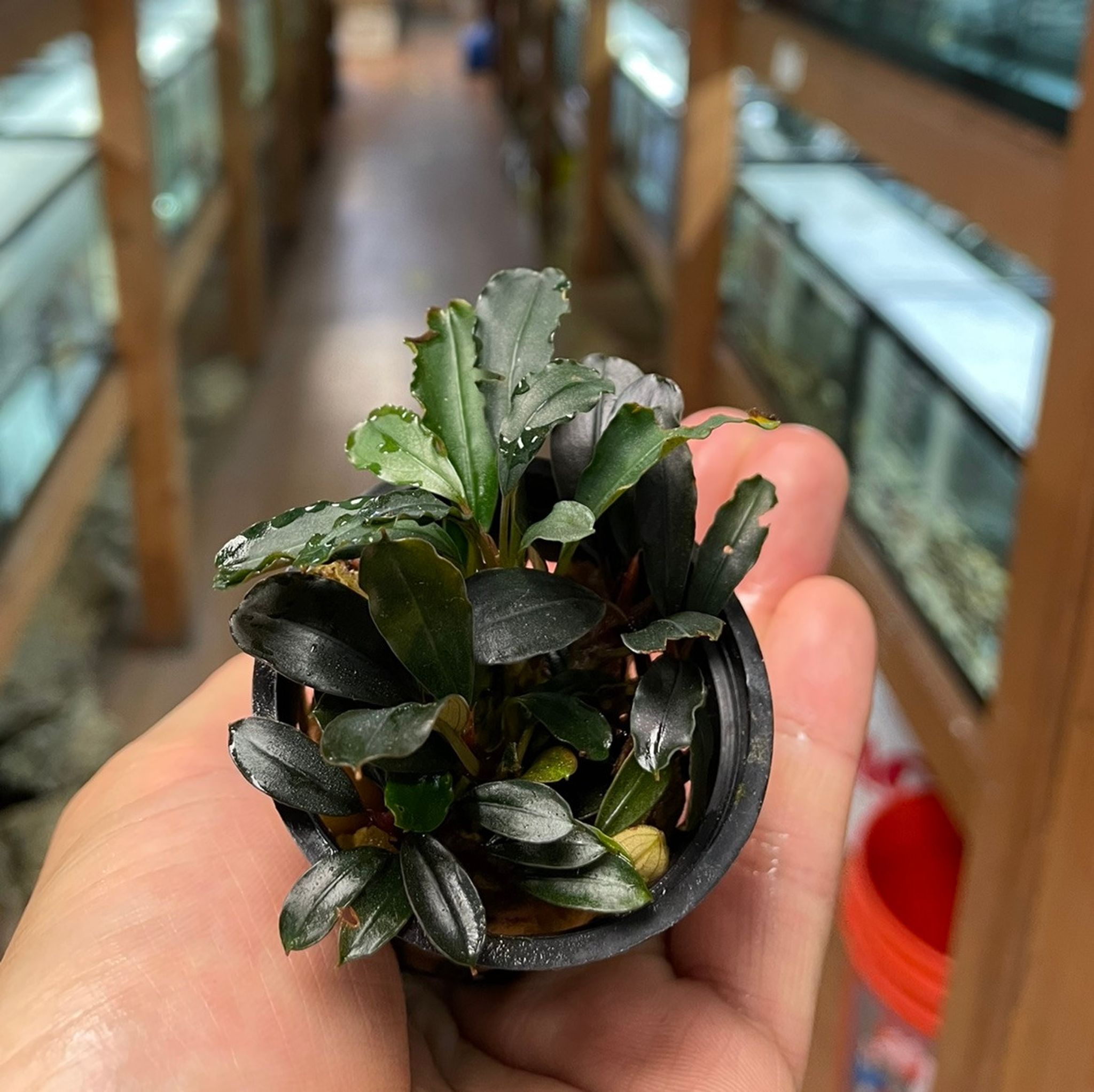 BUCEPHALANDRA BROWNIE BLUE