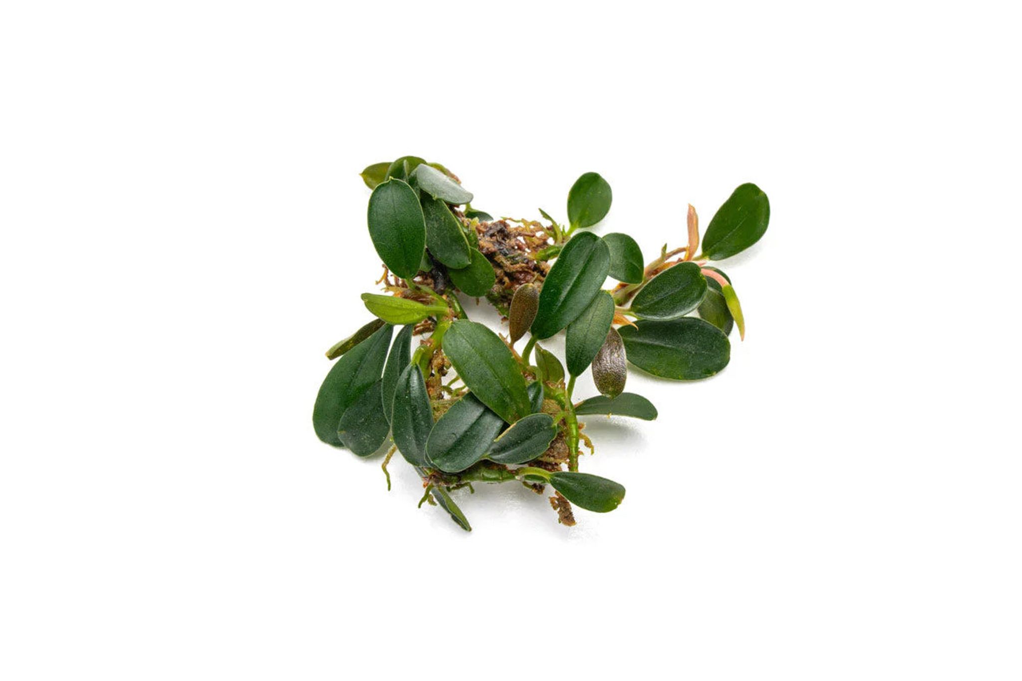 Bucephalandra Brownie Phoenix