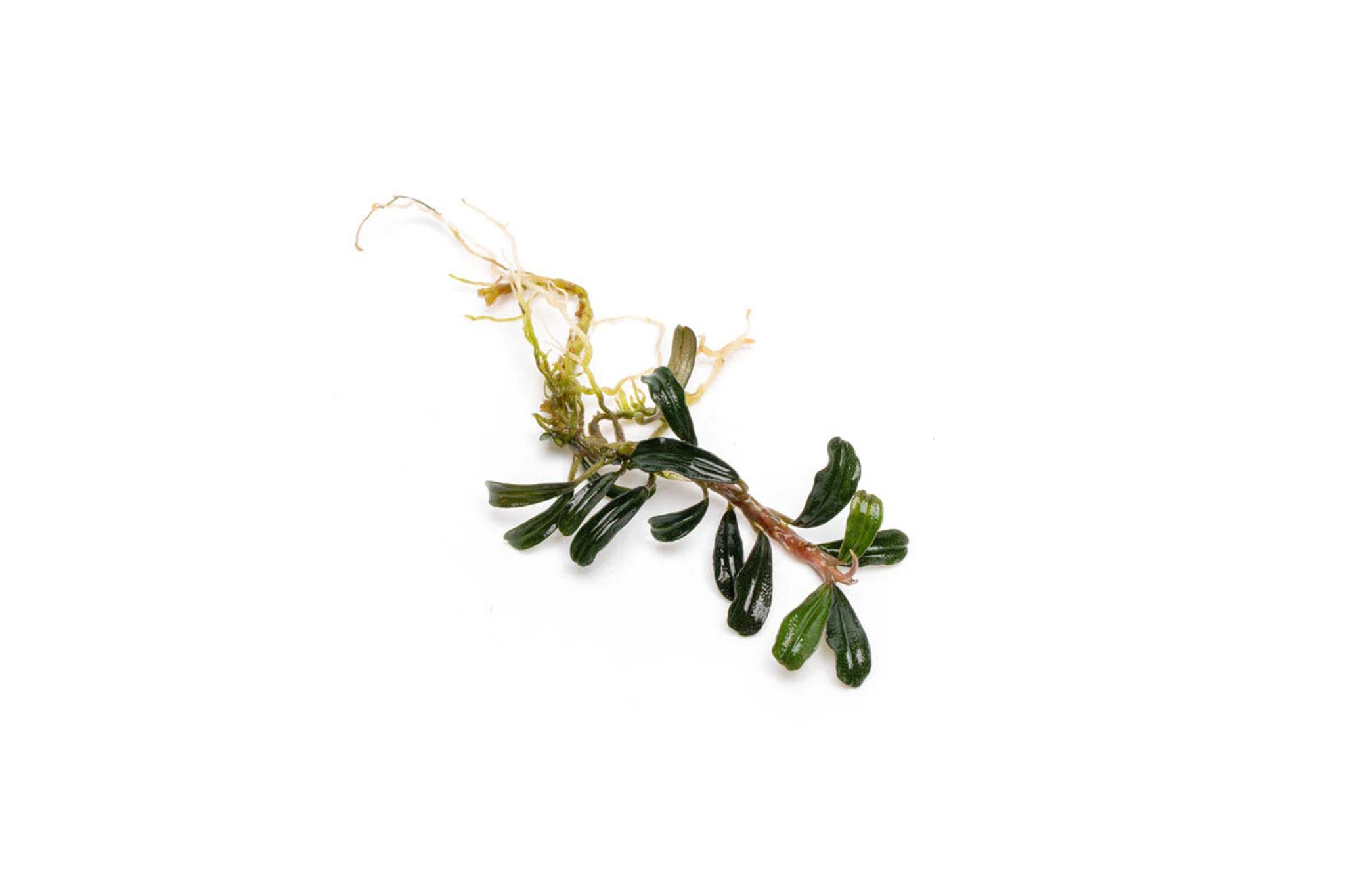 Bucephalandra Grappa Red (Mini)