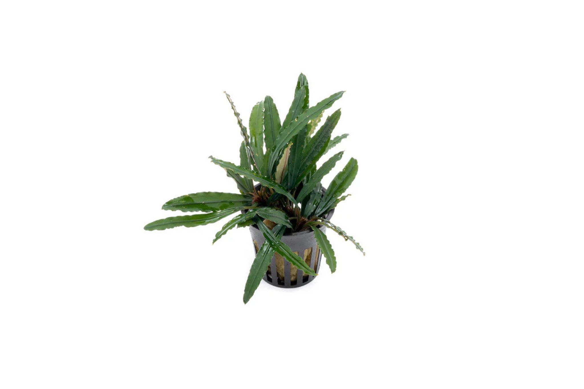 Bucephalandra Green Godzilla