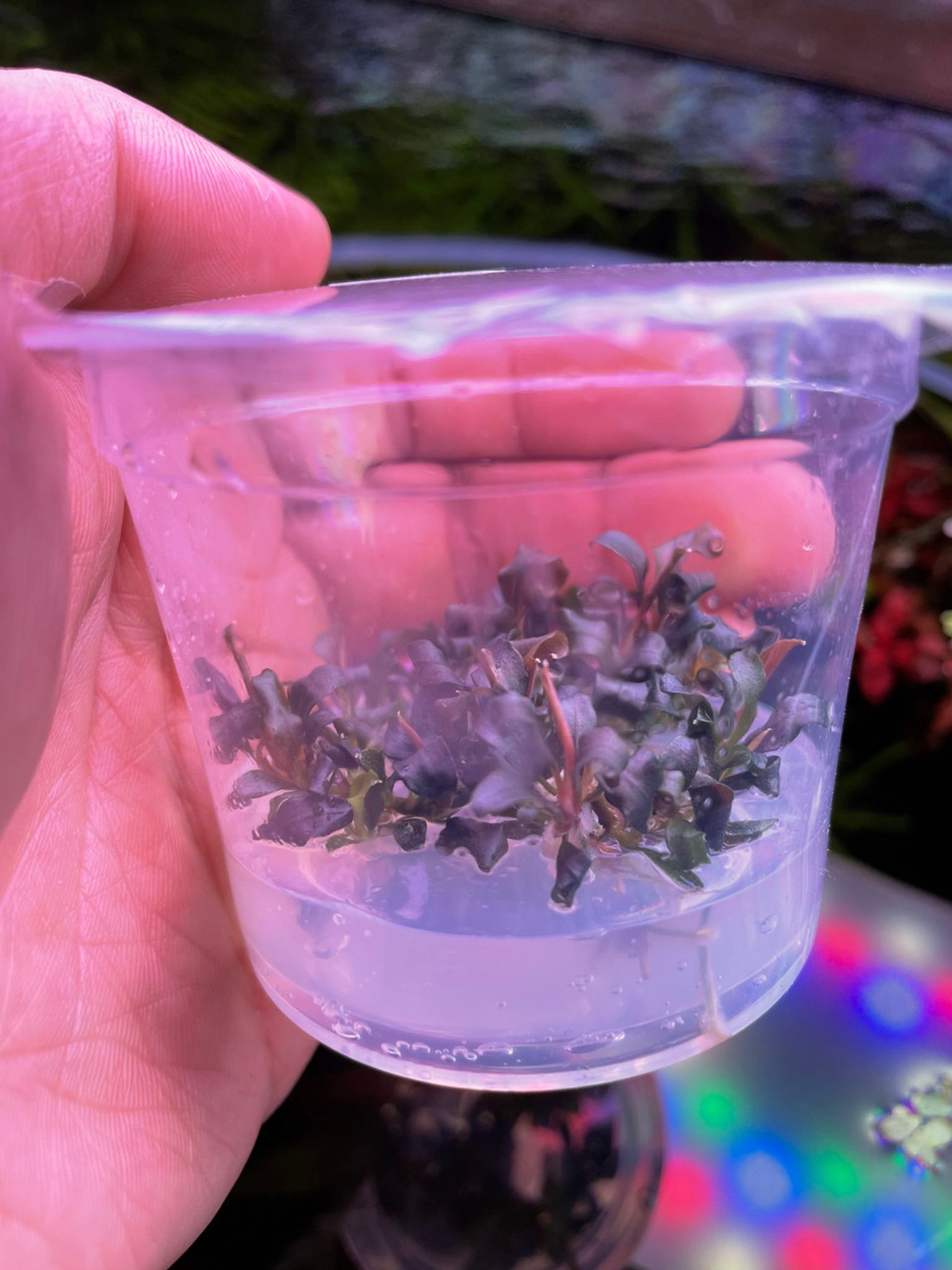 Bucephalandra Kapuas Brownie Ghost "KBG" Tissue Culture