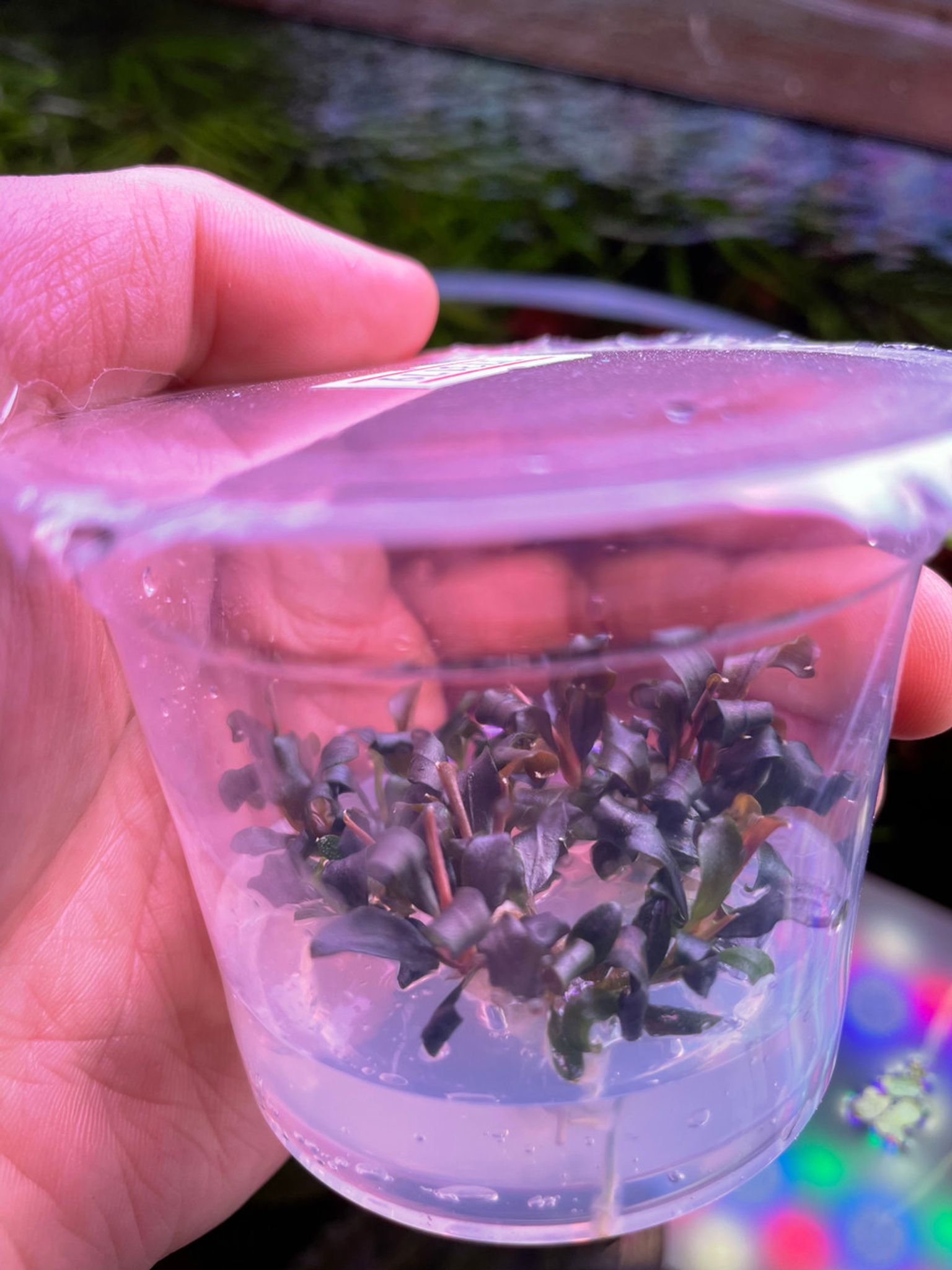 Bucephalandra Kapuas Brownie Ghost "KBG" Tissue Culture