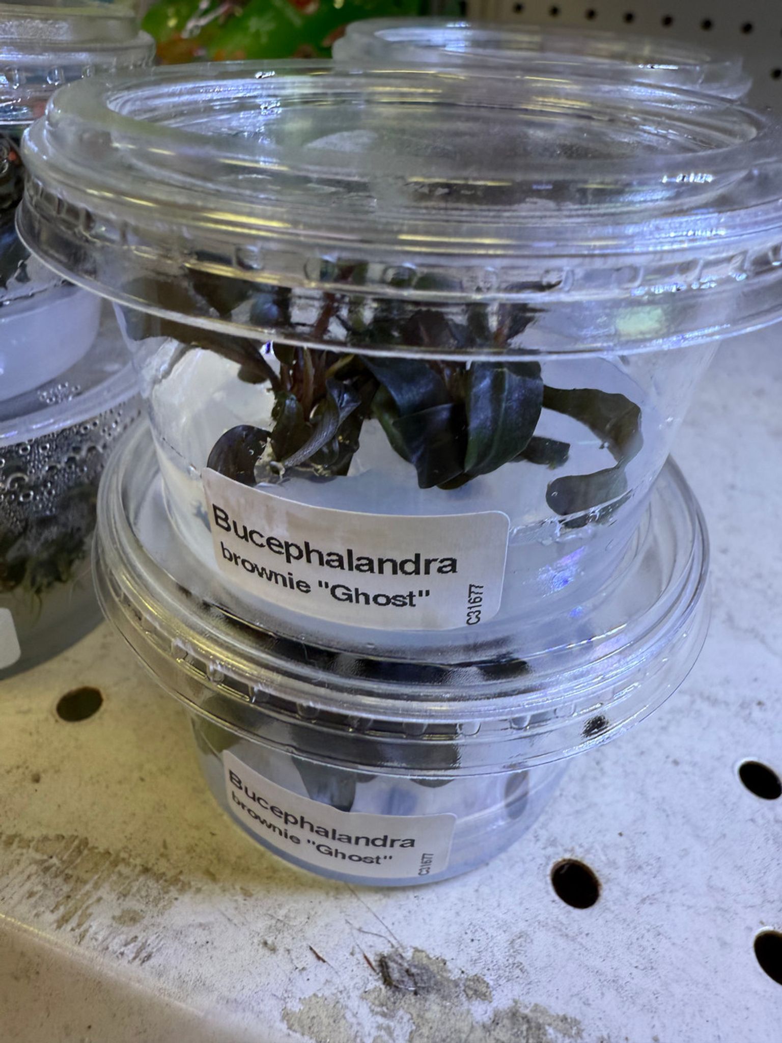 Bucephalandra Kapuas Brownie Ghost "KBG" Tissue Culture