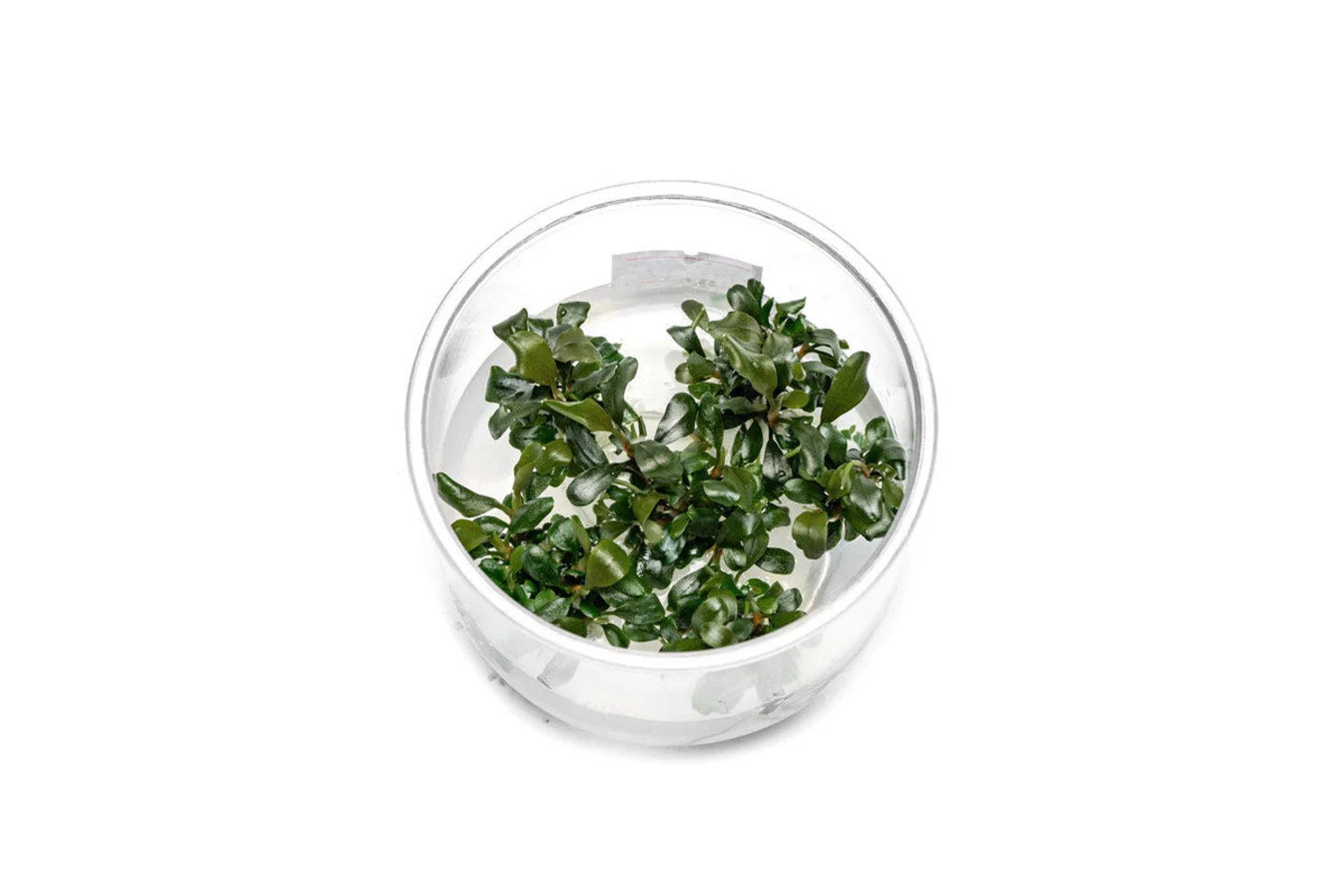 Bucephalandra Pygmy Tissue Culture