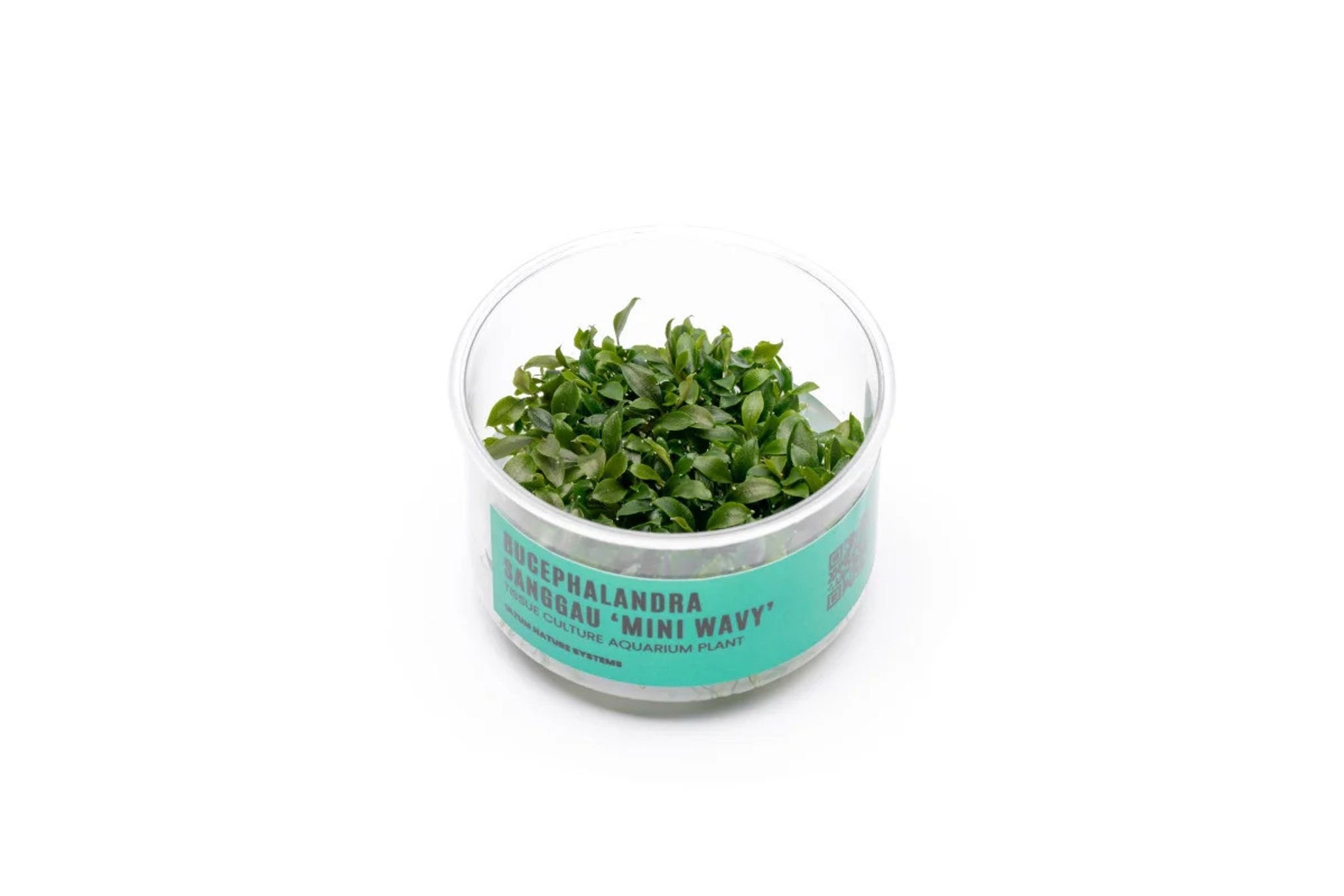 Bucephalandra Sanggau Mini Wavy UNS Tissue Culture