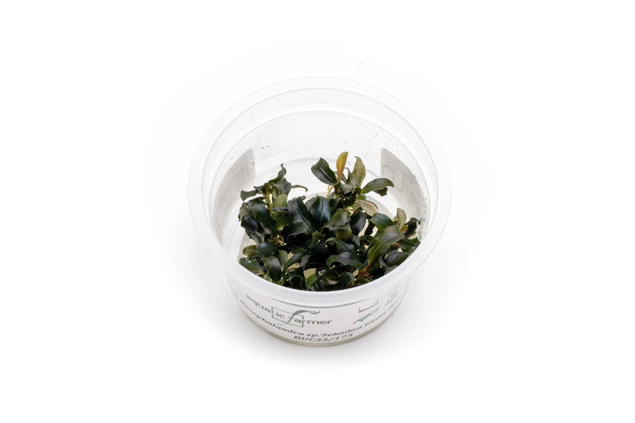 Bucephalandra Sekadau Giant Blue Aquatic Farmer Tissue Culture