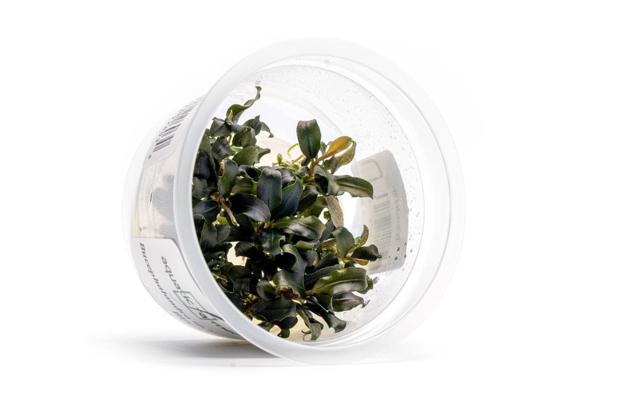 Bucephalandra Sekadau Giant Blue Aquatic Farmer Tissue Culture
