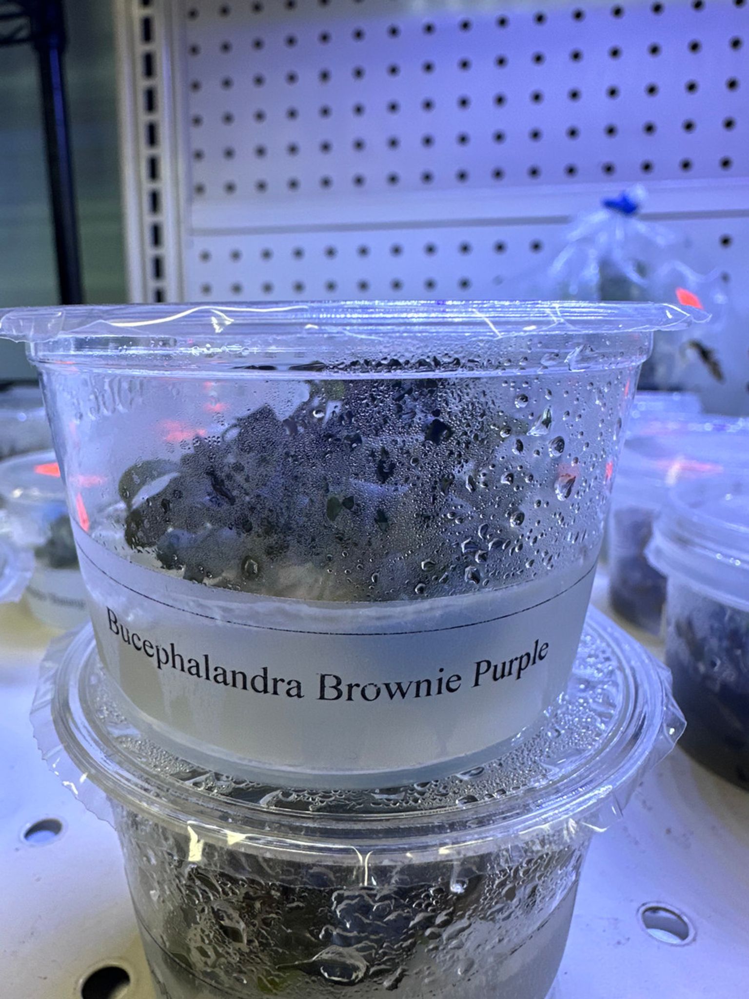 Bucephalandra Sp. "Brownie Purple" Tissue Culture