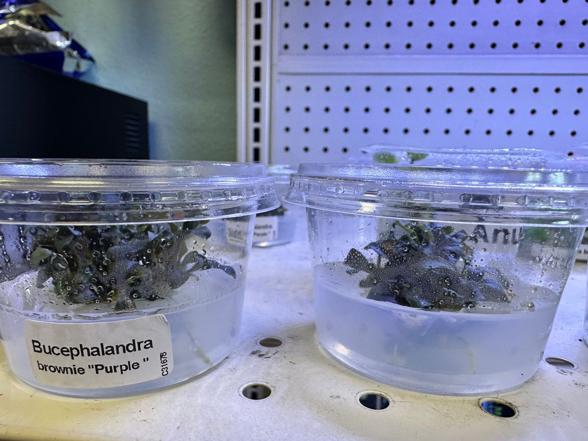 Bucephalandra Sp. "Brownie Purple" Tissue Culture