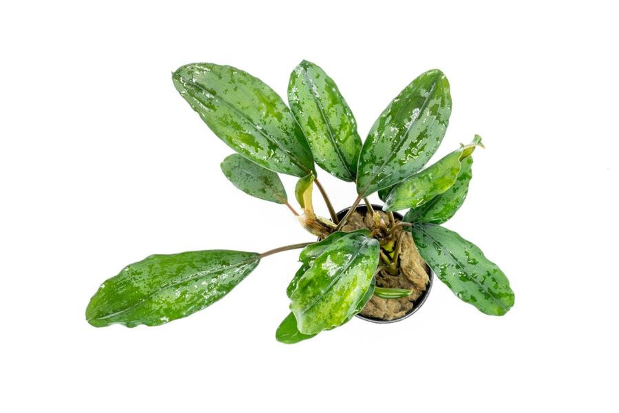 Bucephalandra sp 'Green' Cup Tissue Culture