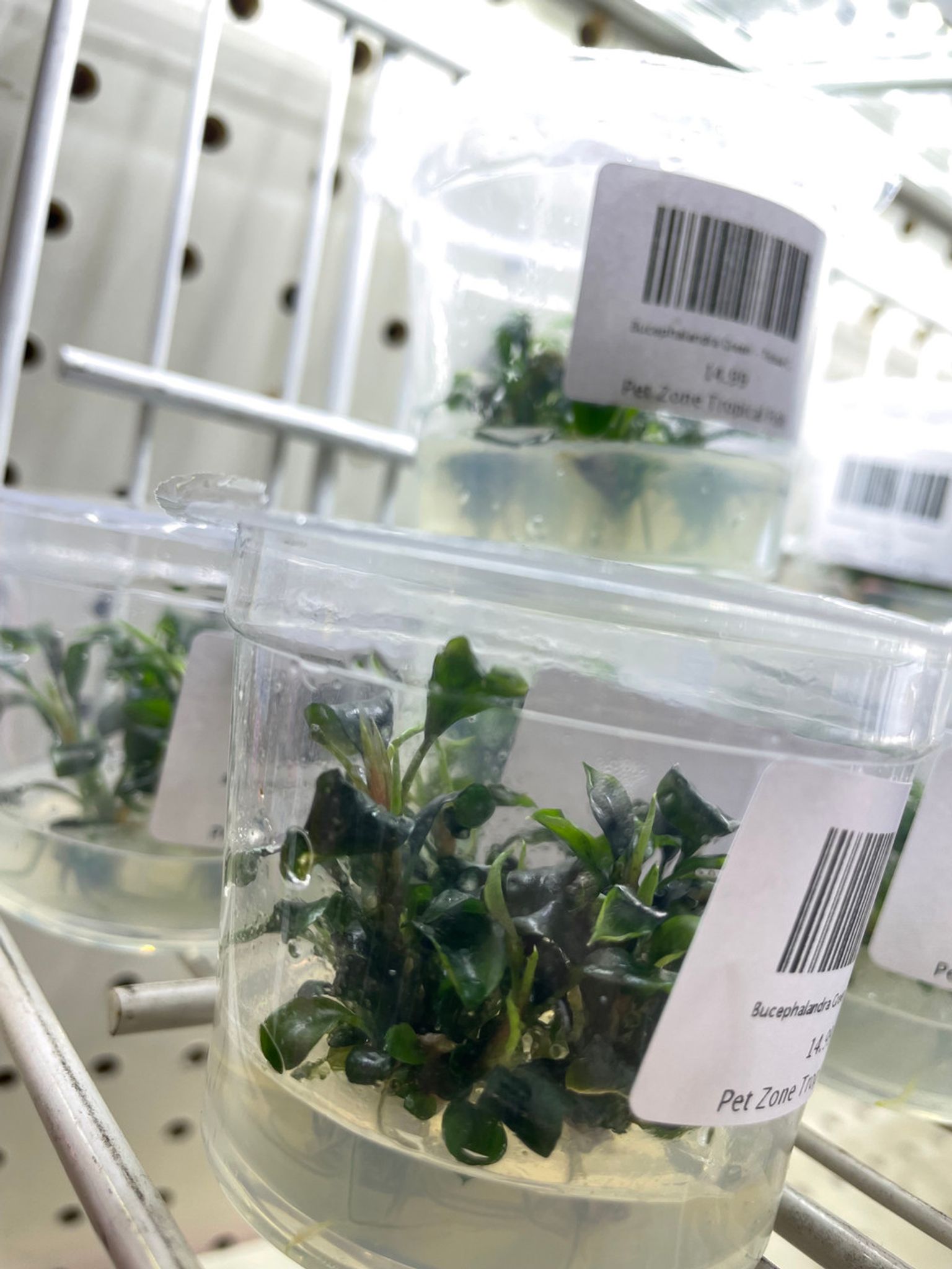 Bucephalandra Sp. "Green" Tissue Culture