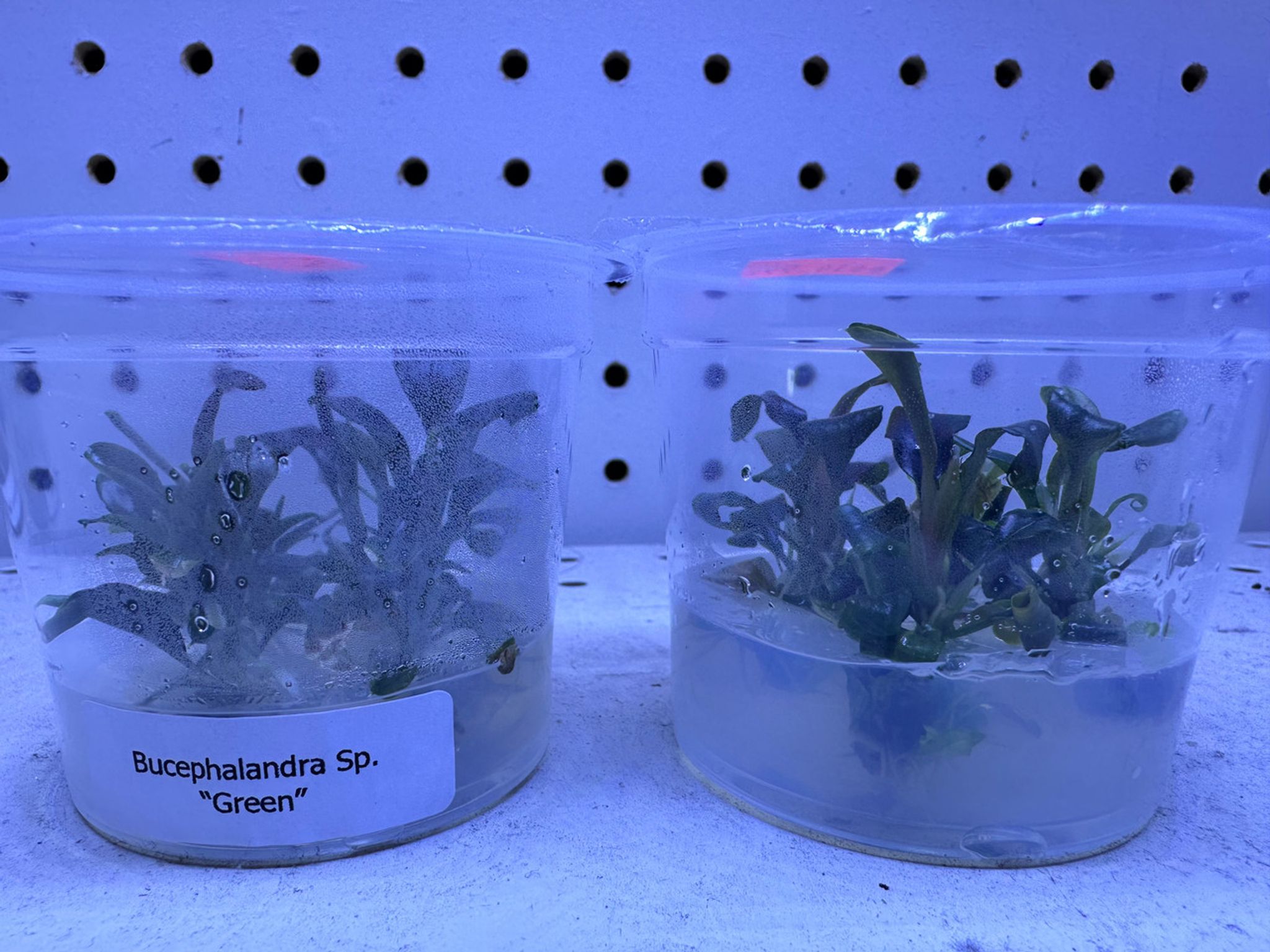 Bucephalandra sp. green