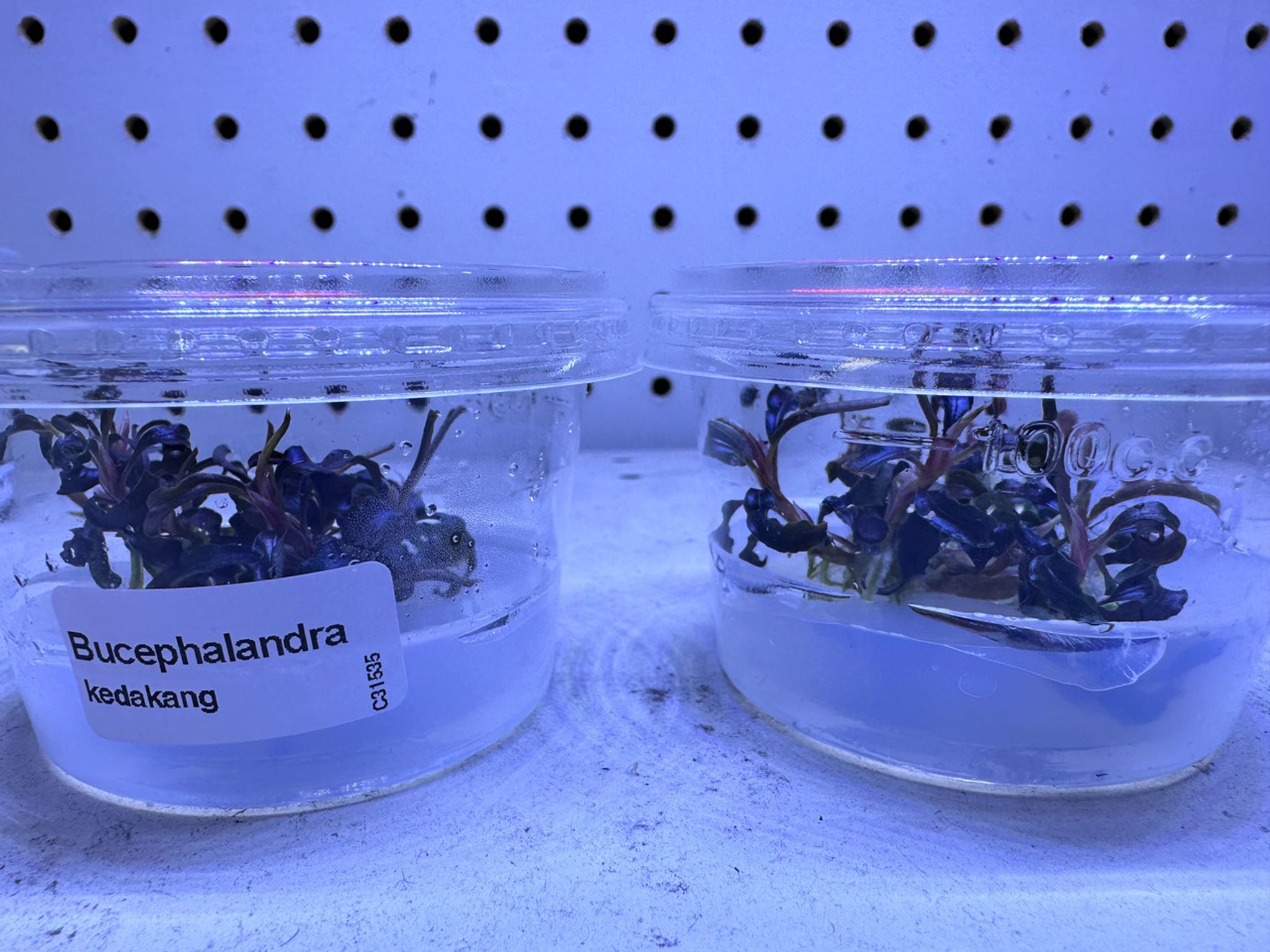 Bucephalandra Sp. "Kedakang" Tissue Culture