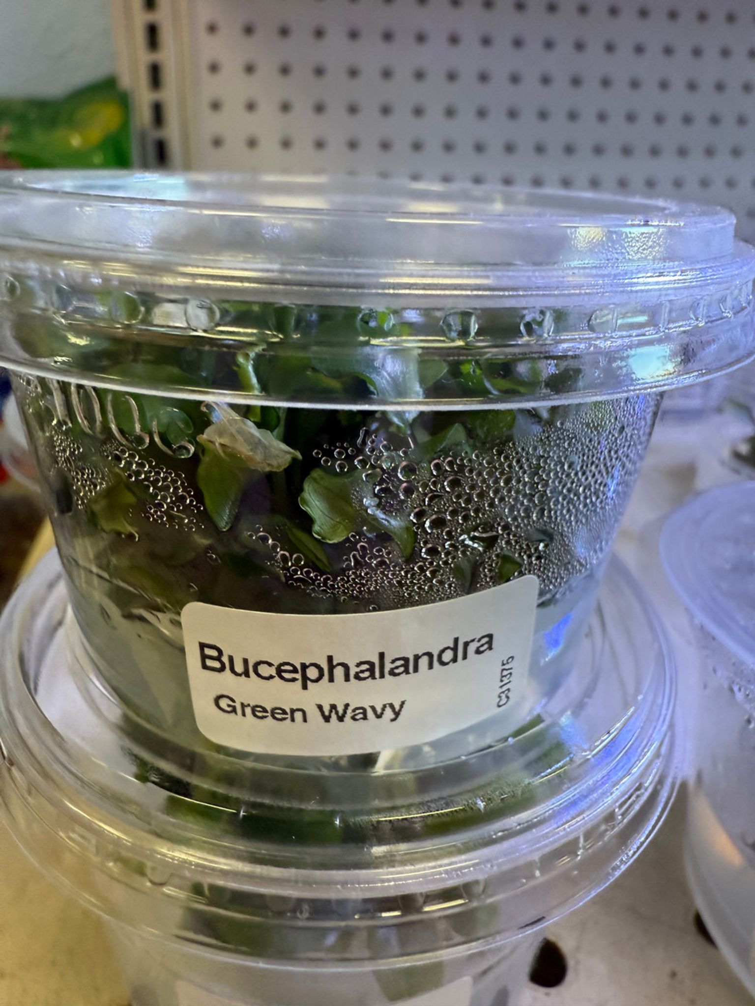 BUCEPHALANDRA WAVY GREEN TC