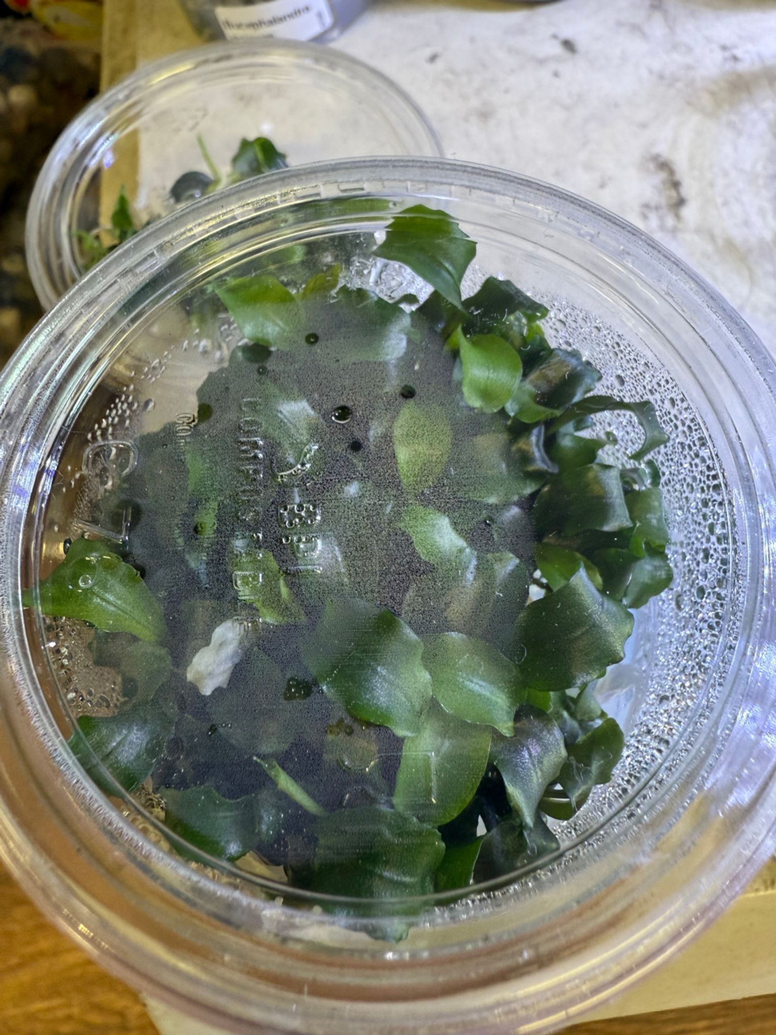 BUCEPHALANDRA WAVY GREEN TC