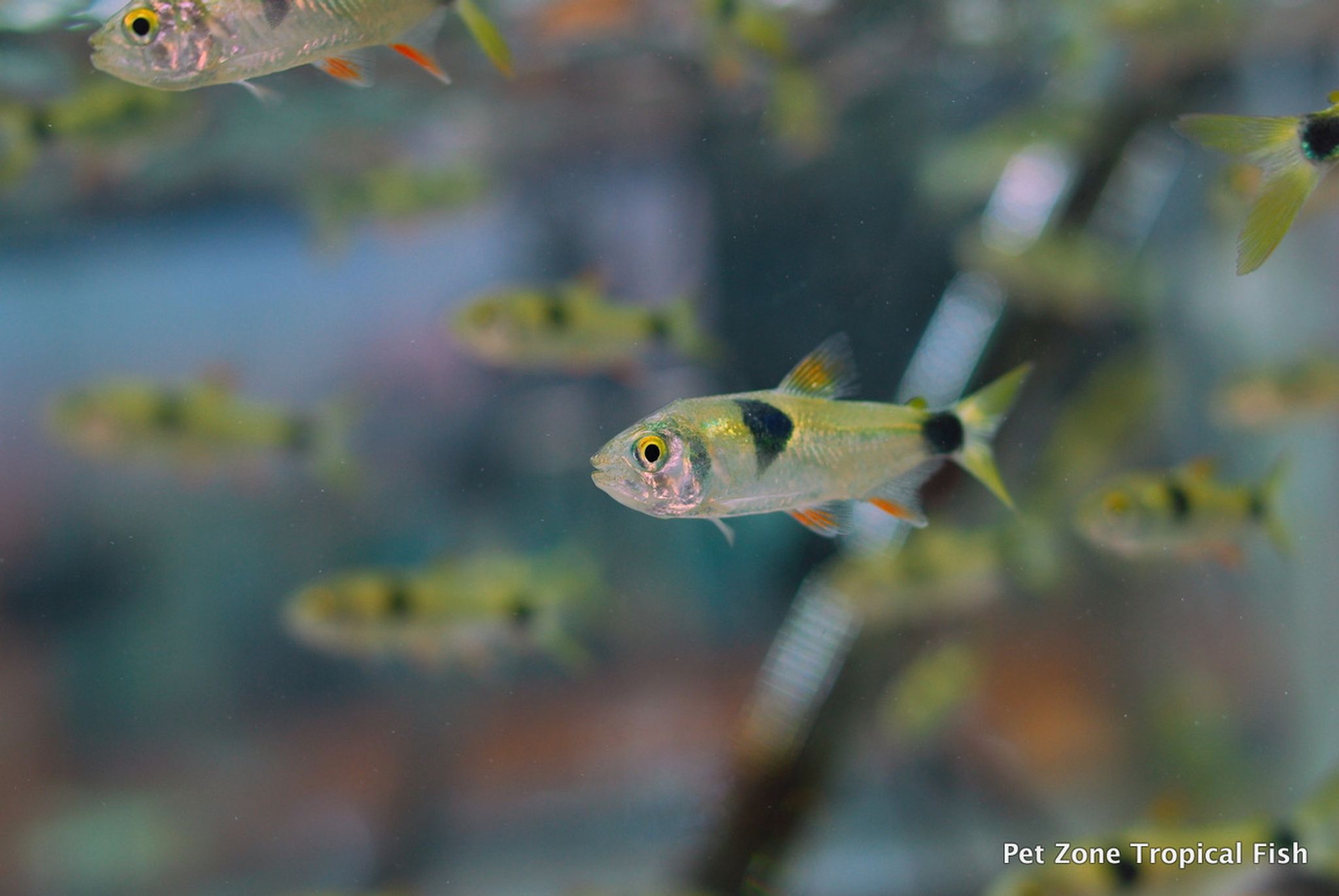 Bucktooth Tetra