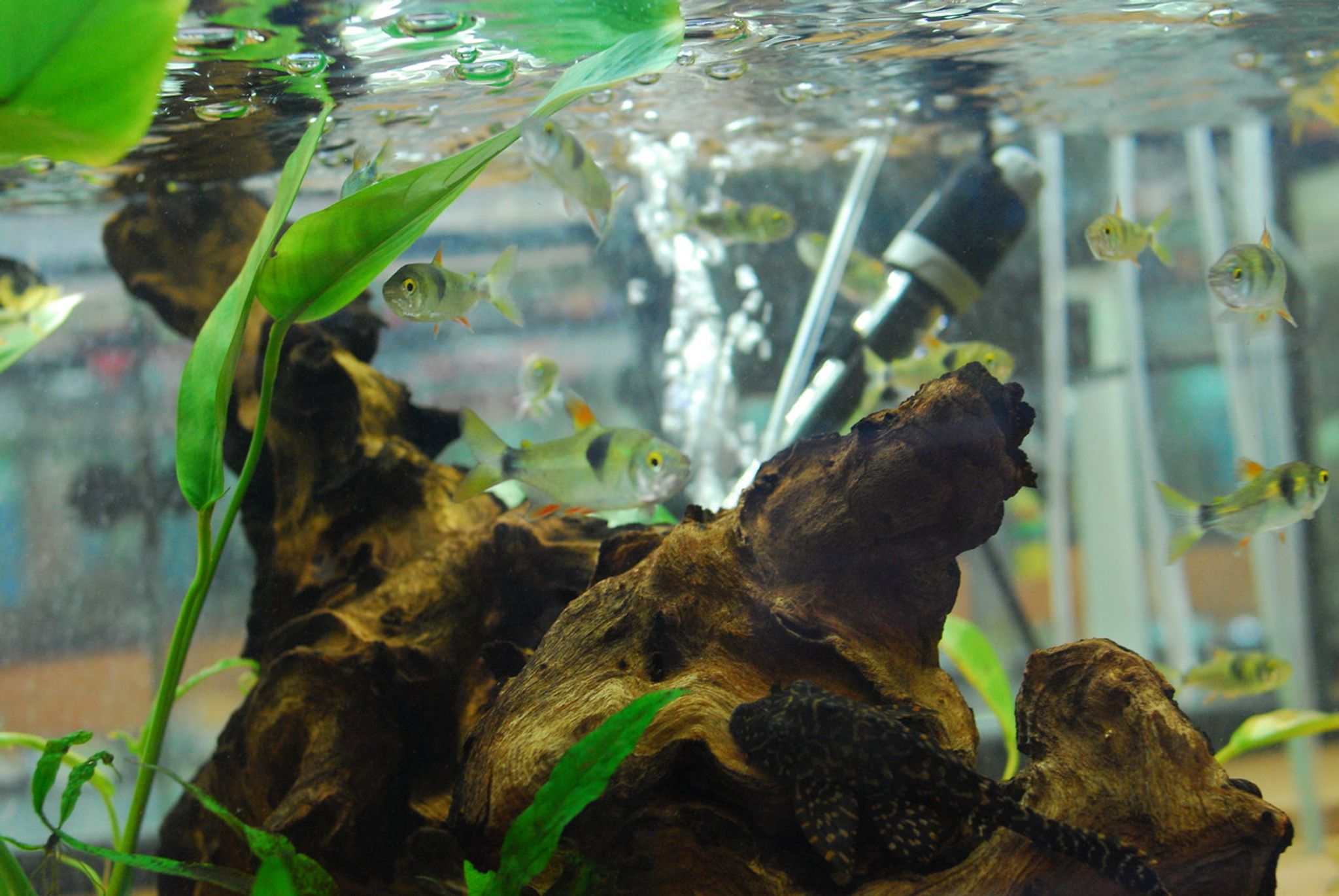 Bucktooth Tetra