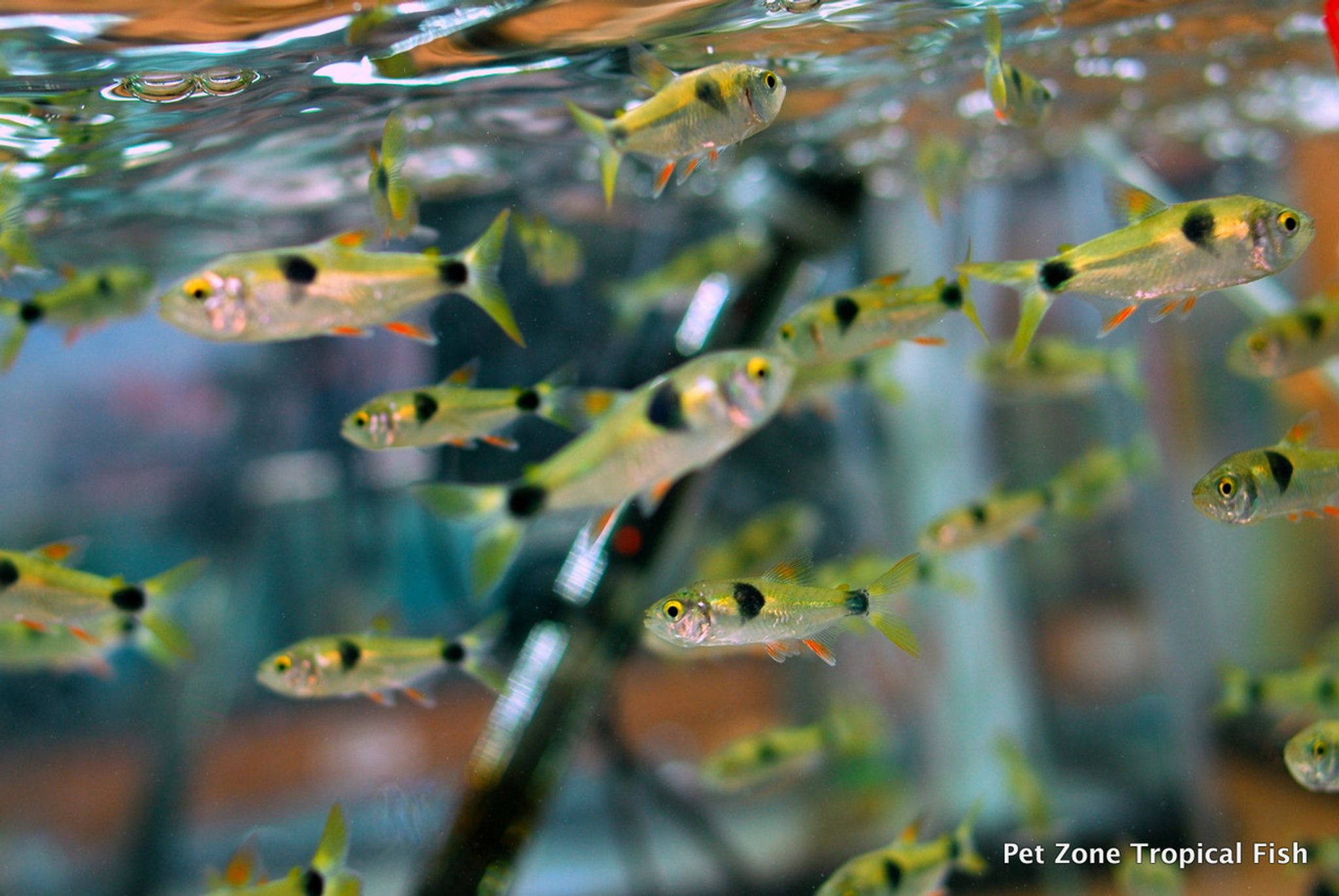 Bucktooth Tetra