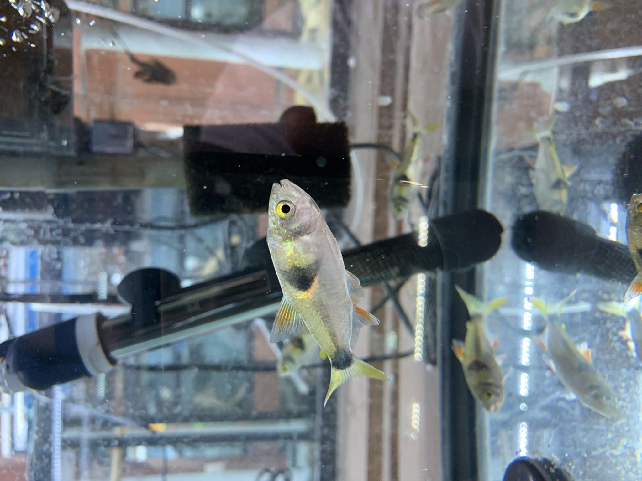 Bucktooth Tetra