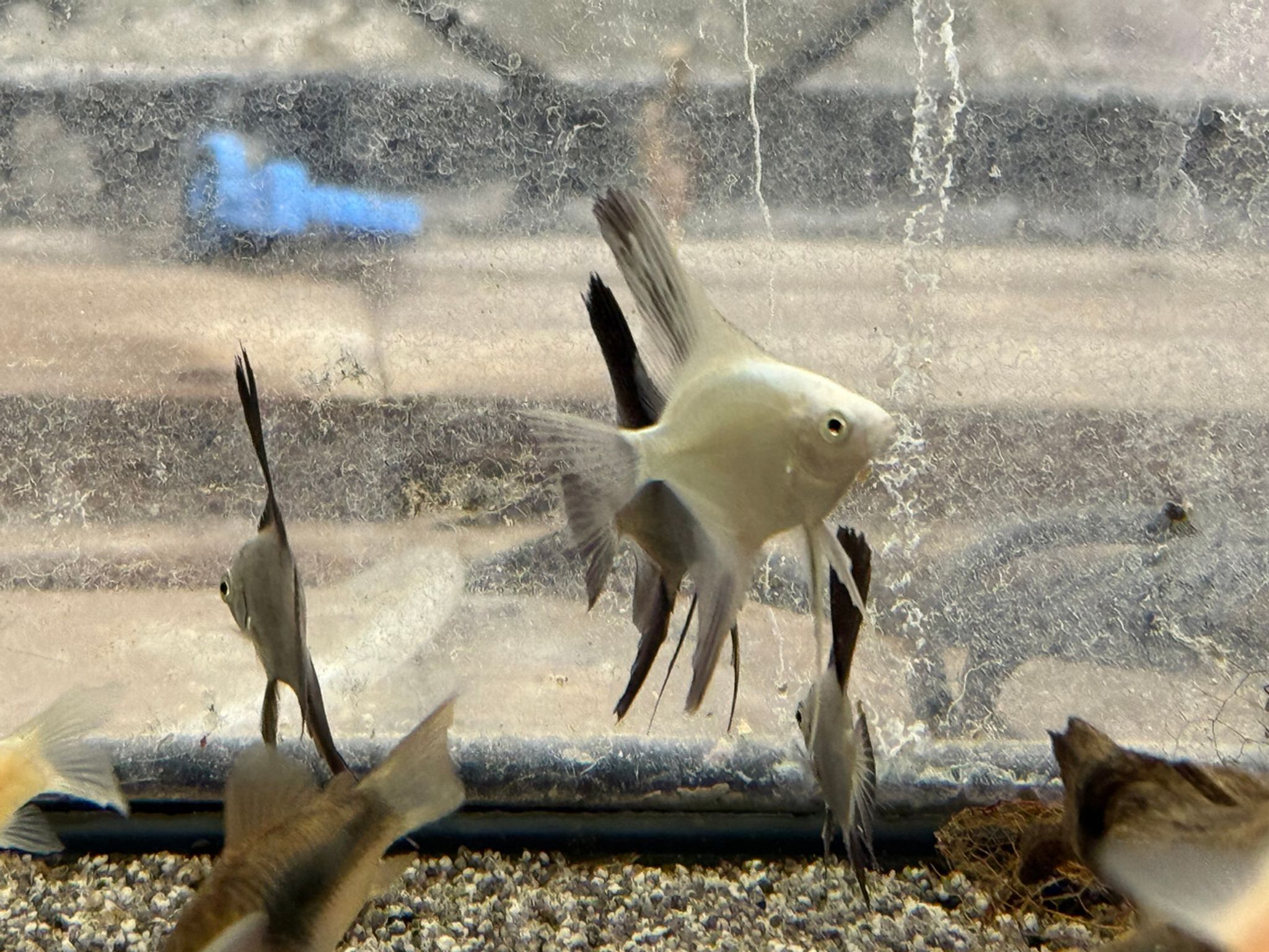 Bulgarian Seal Point Angelfish