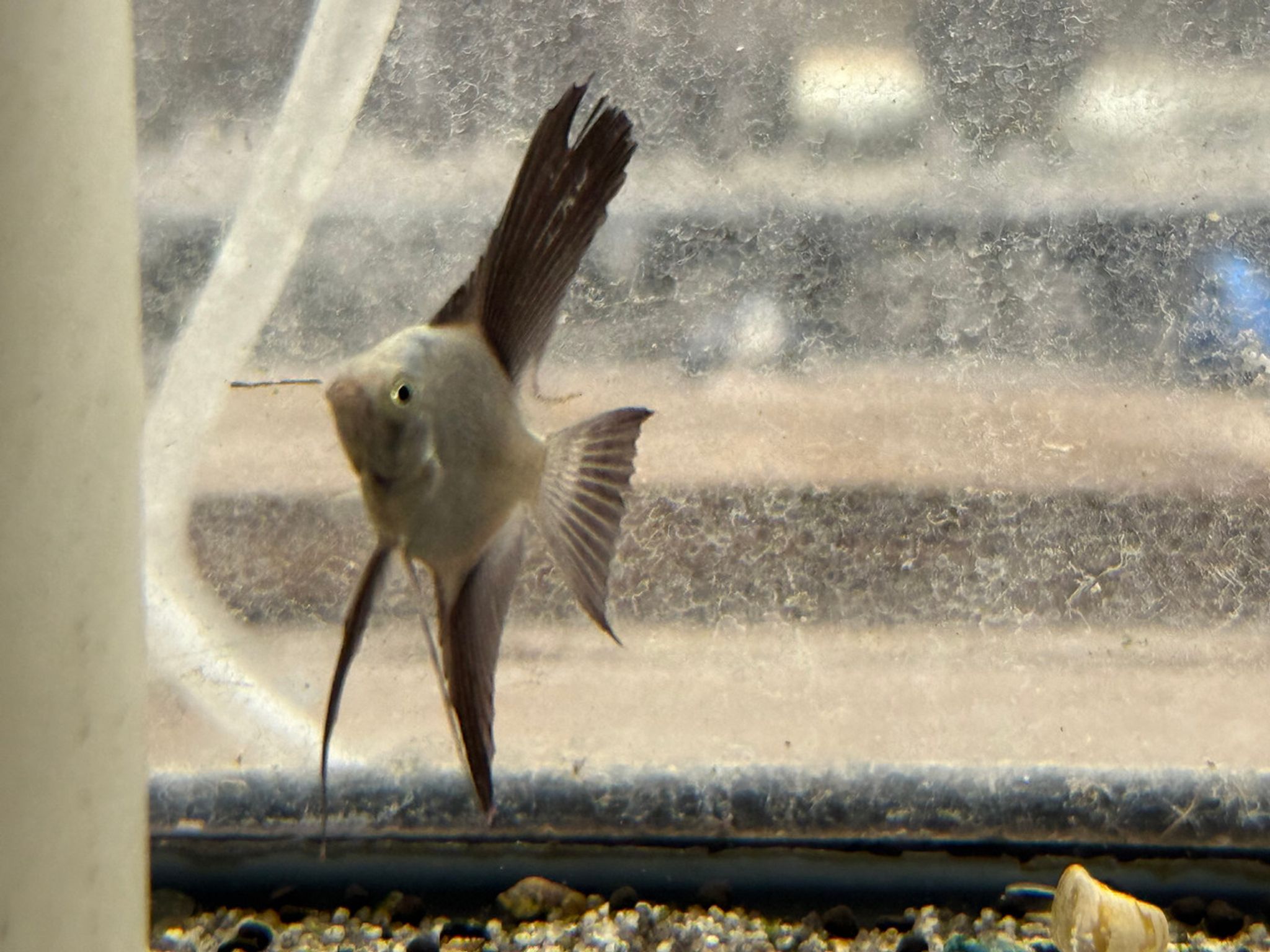 Bulgarian Seal Point Angelfish