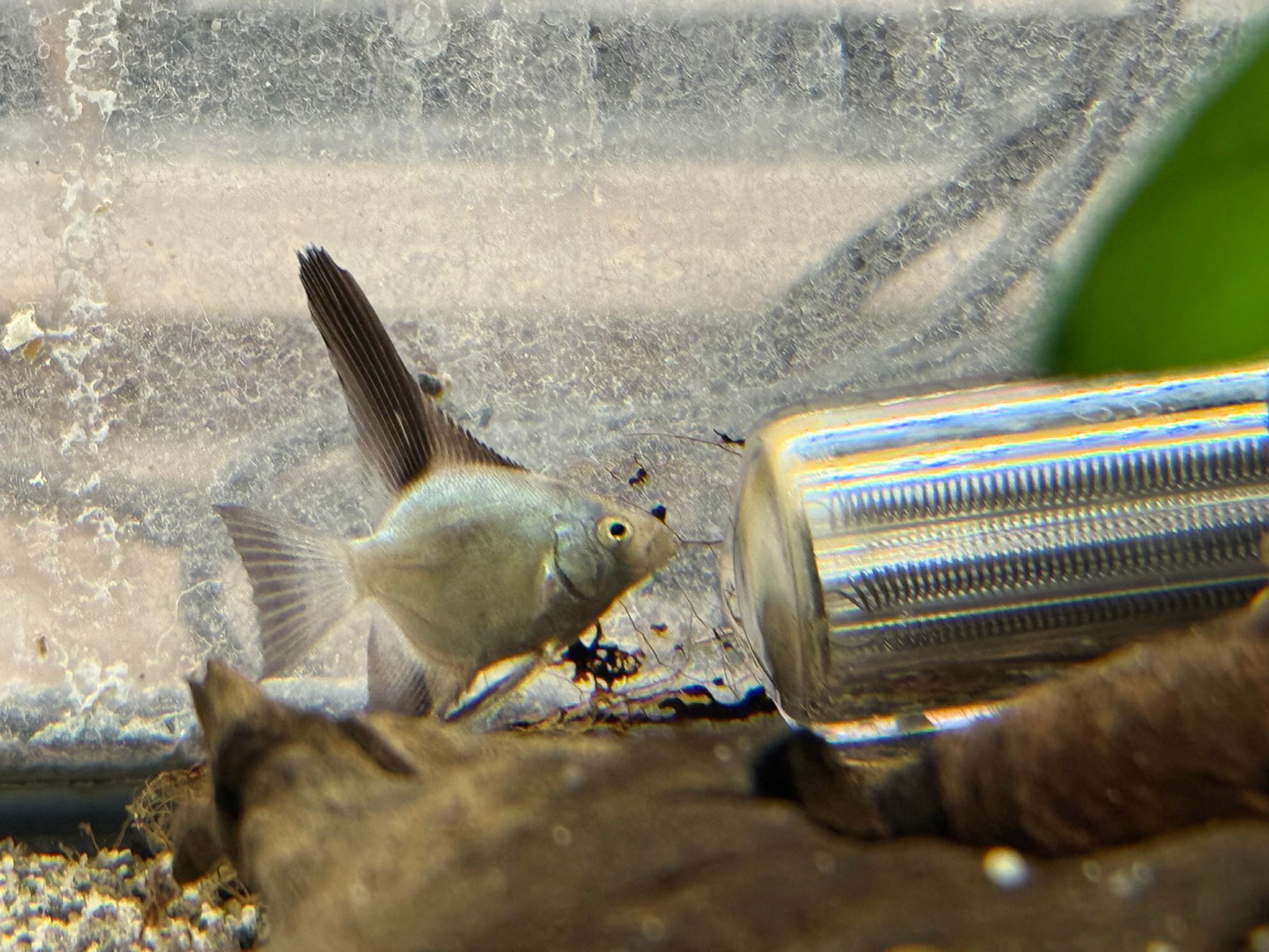 Bulgarian Seal Point Angelfish