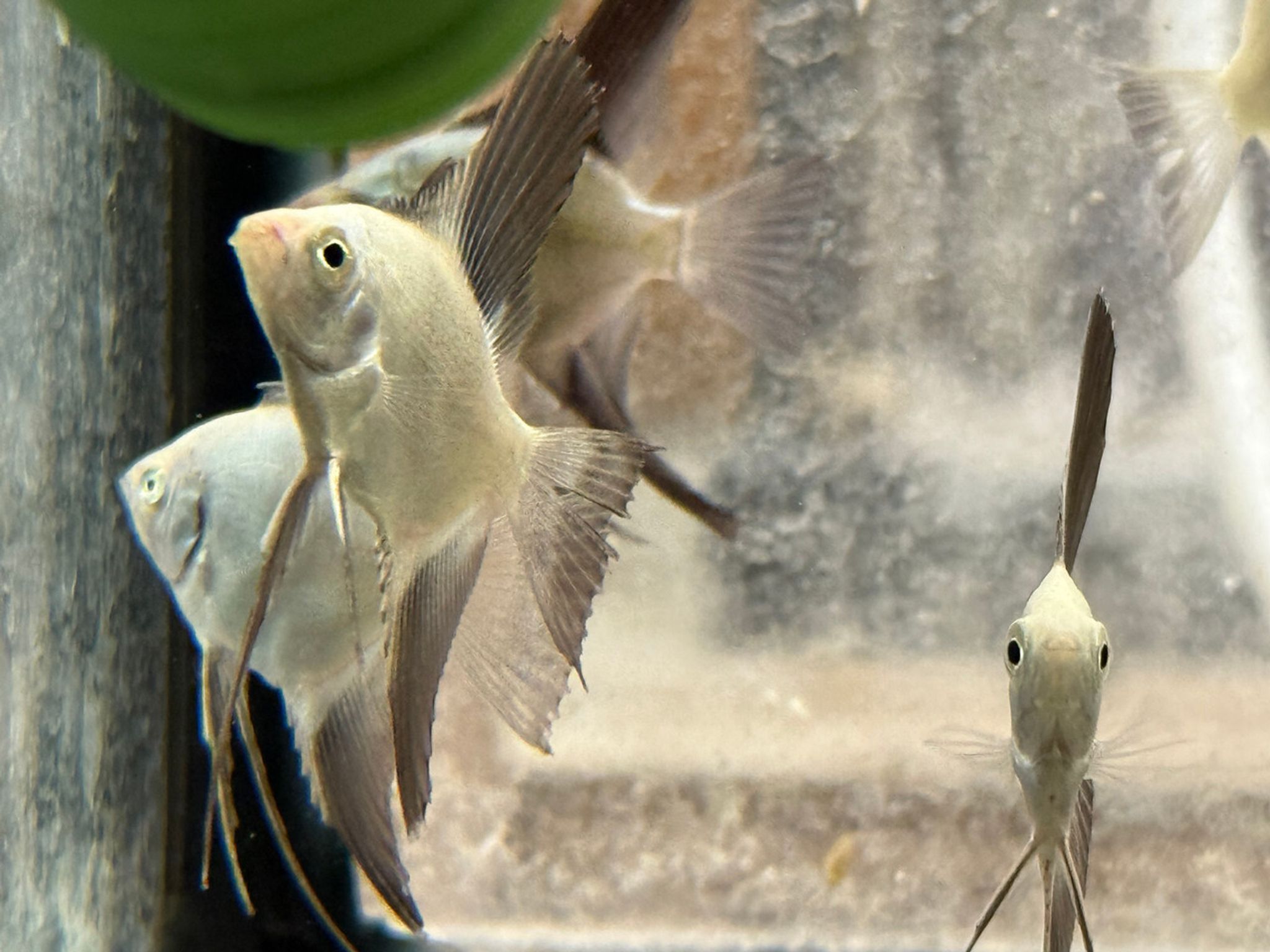 Bulgarian Seal Point Angelfish