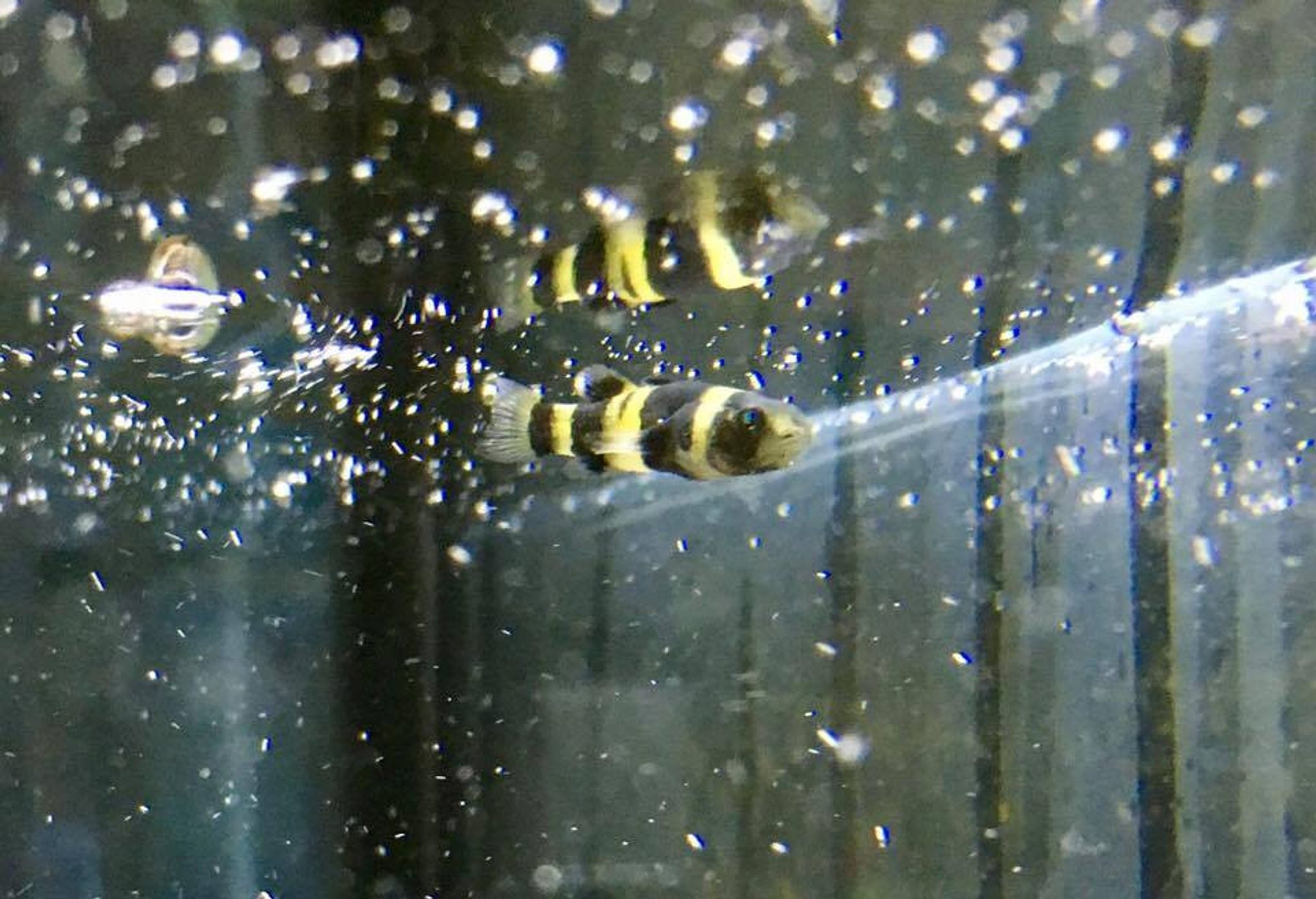 Bumble Bee Goby