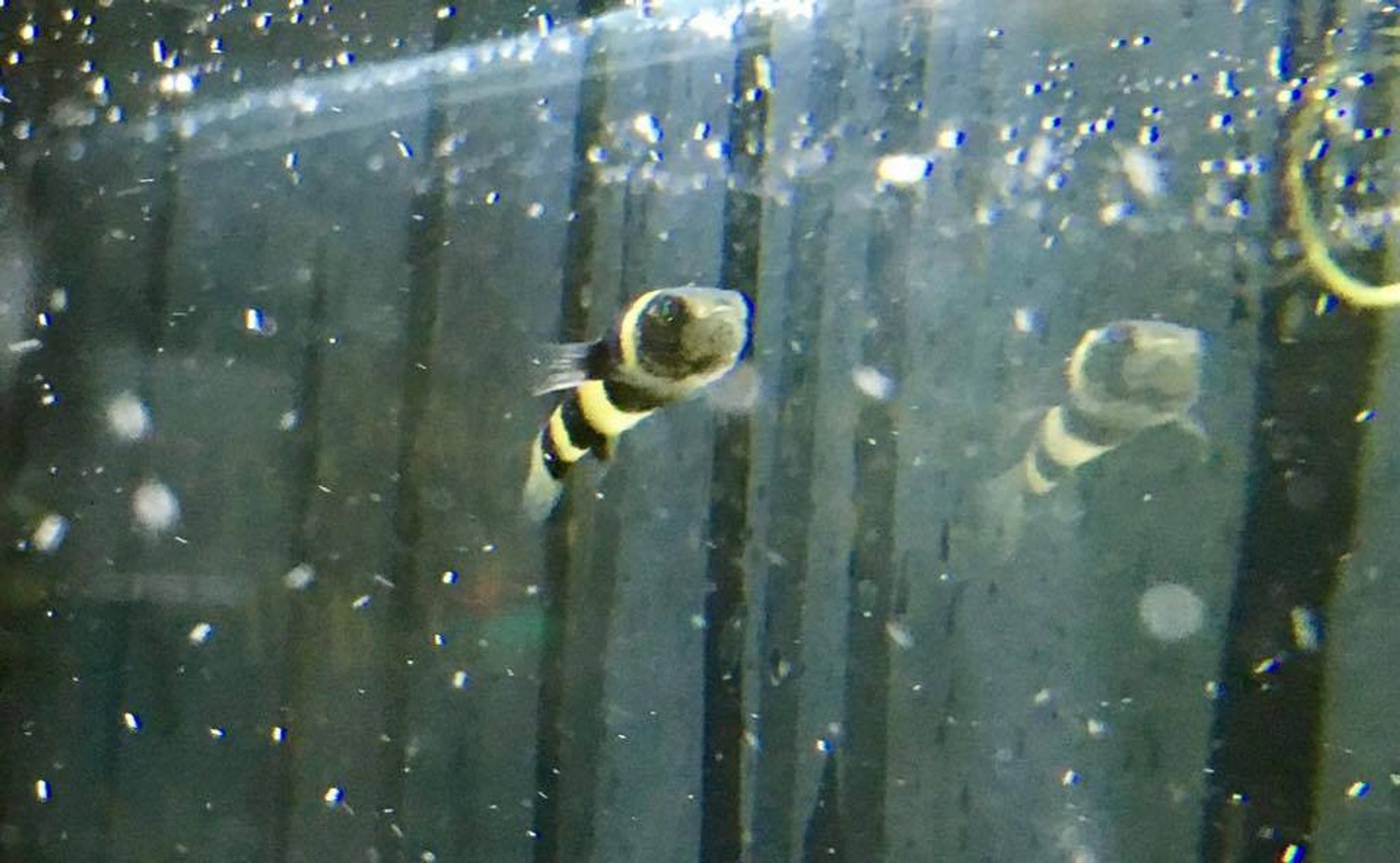Bumble Bee Goby