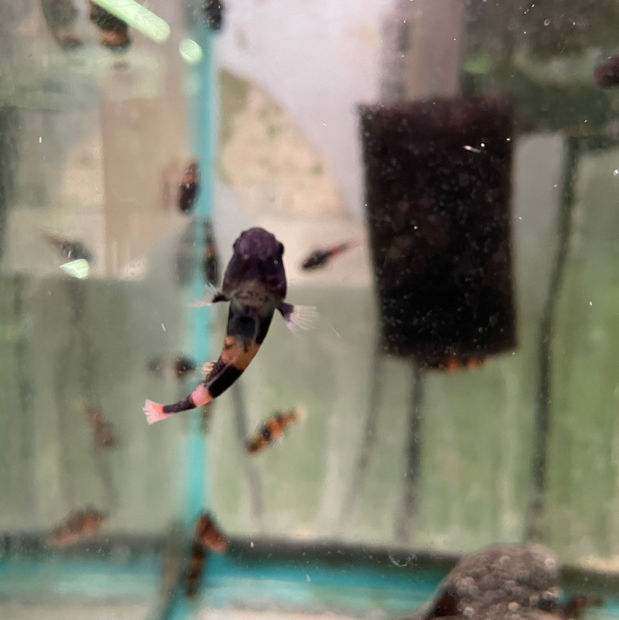 Bumble Bee Goby