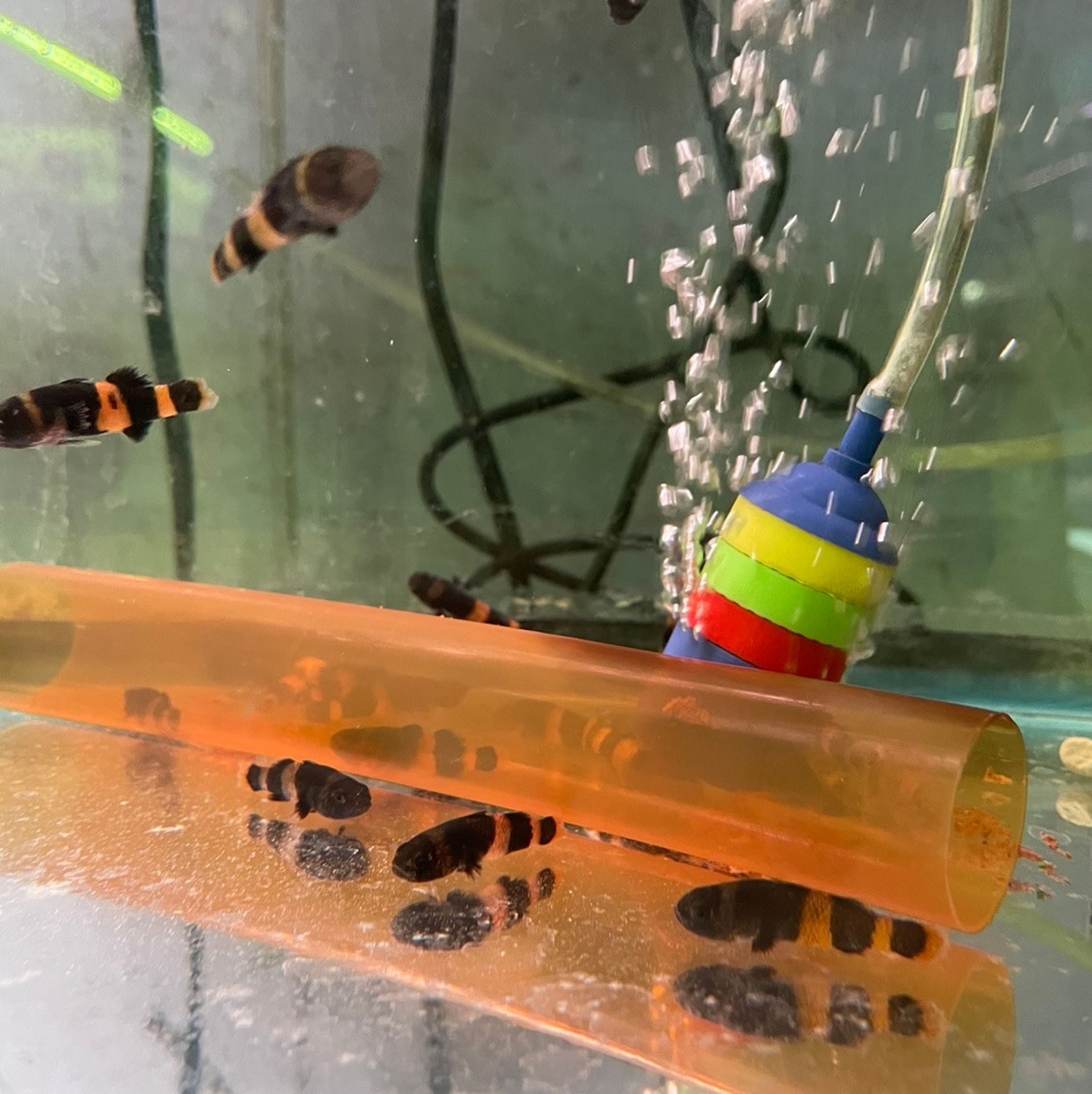 Bumble Bee Goby