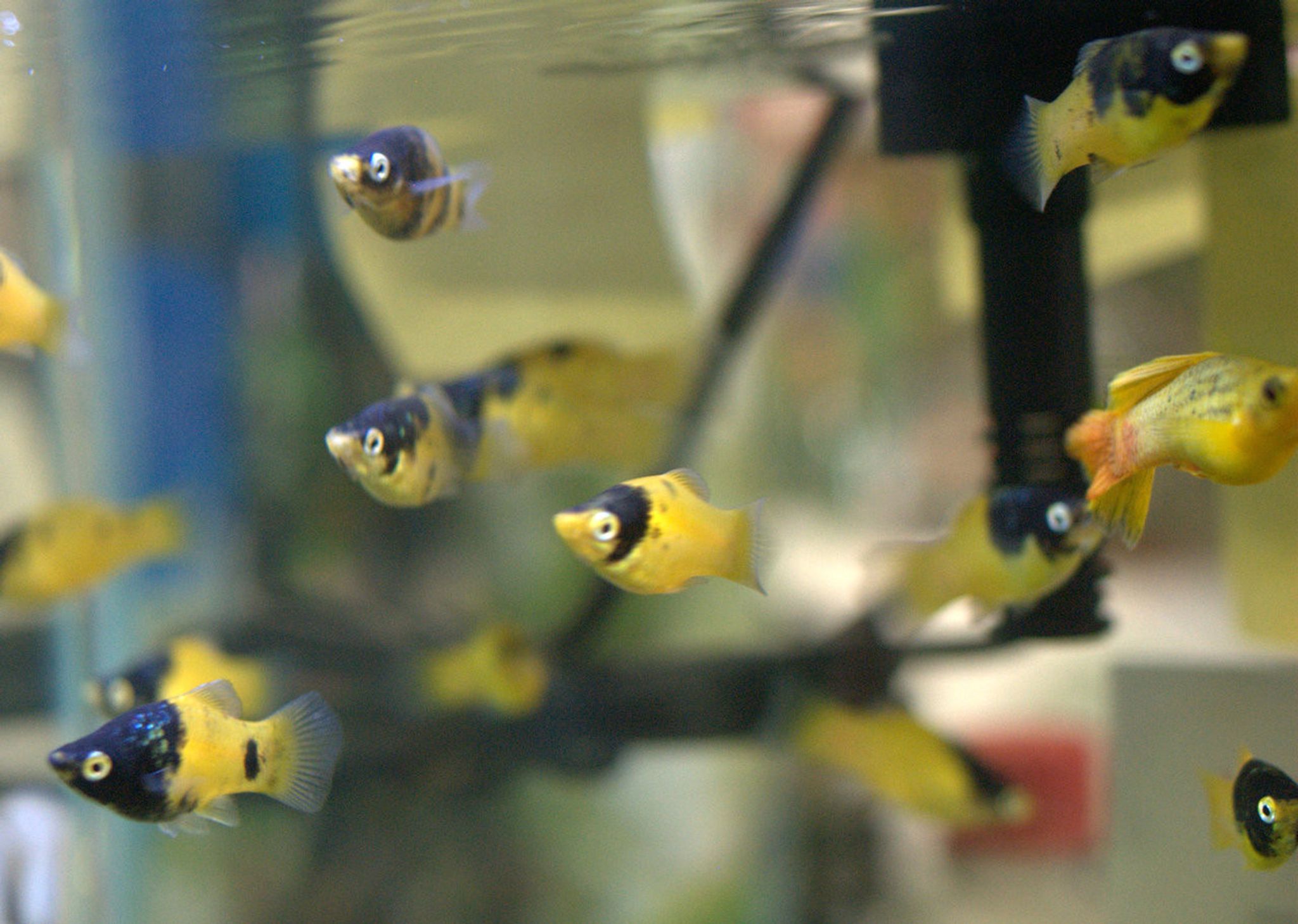 Bumble Bee Platy