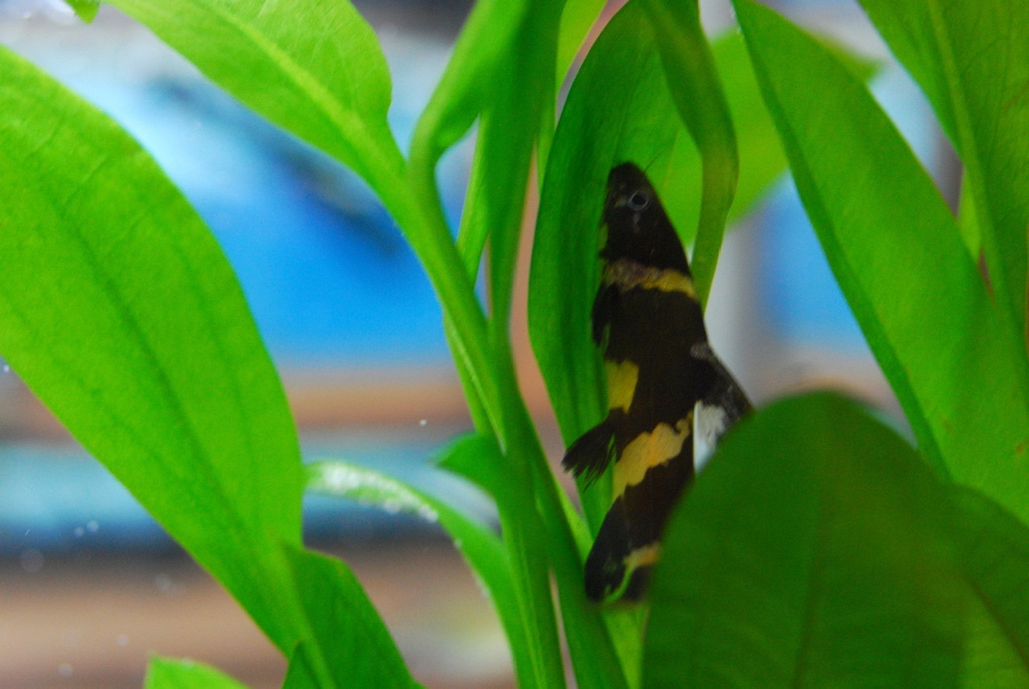 Bumblebee Catfish
