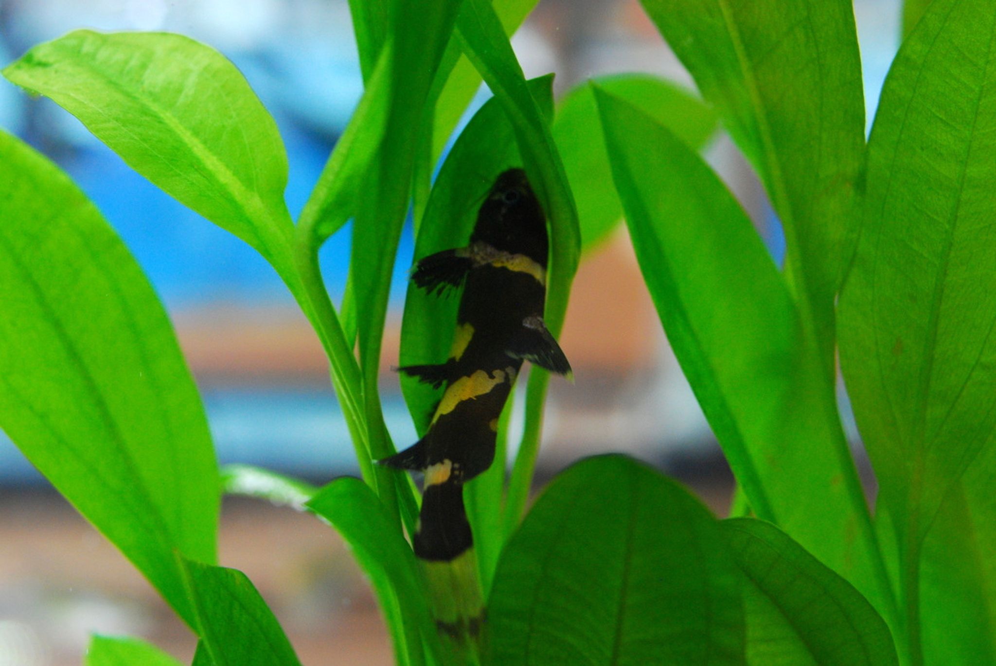 Bumblebee Catfish