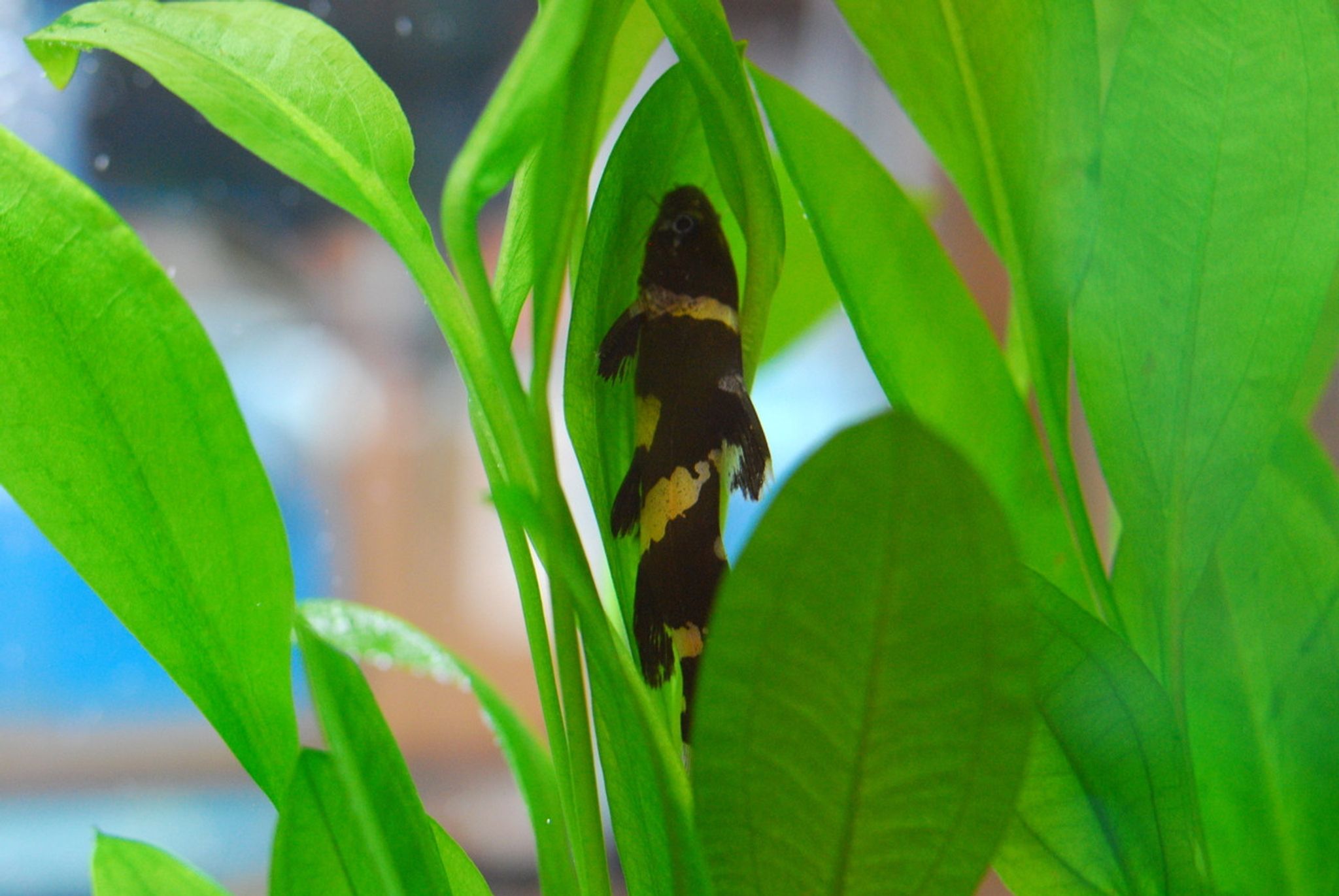 Bumblebee Catfish