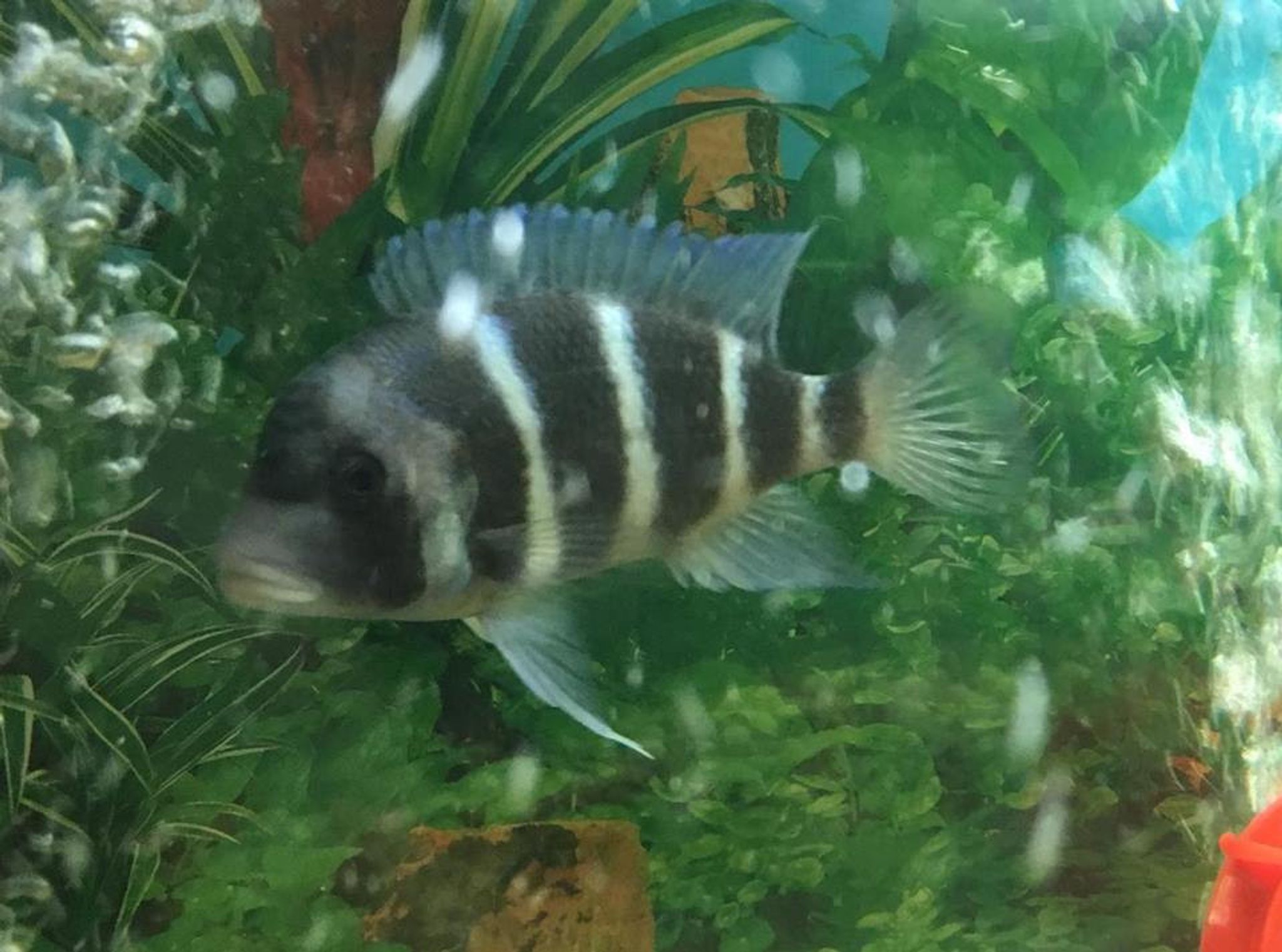 Burundi Frontosa Cichlid - Large