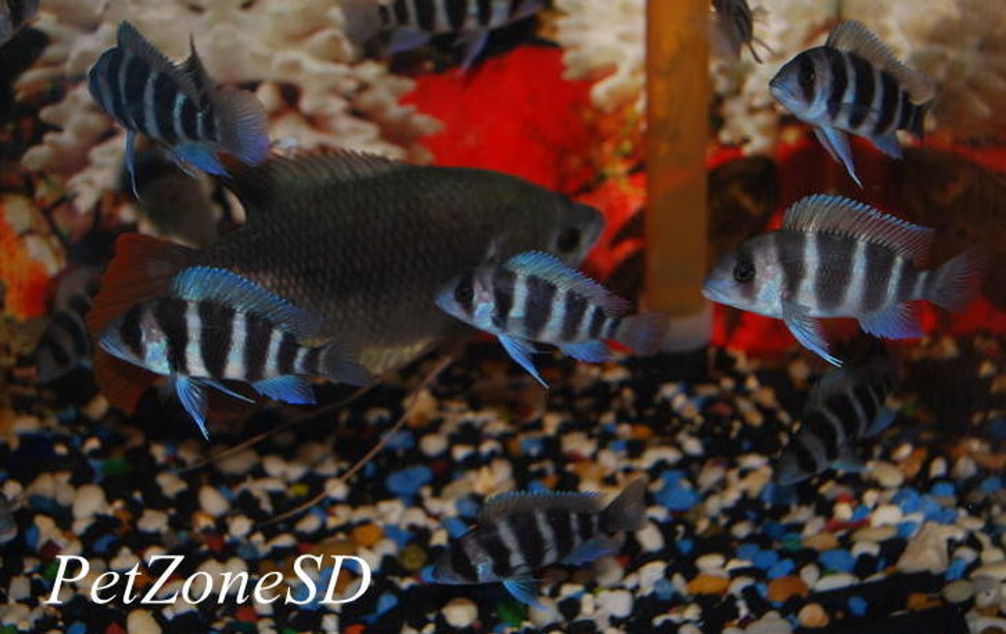 Burundi Frontosa Cichlid - Medium