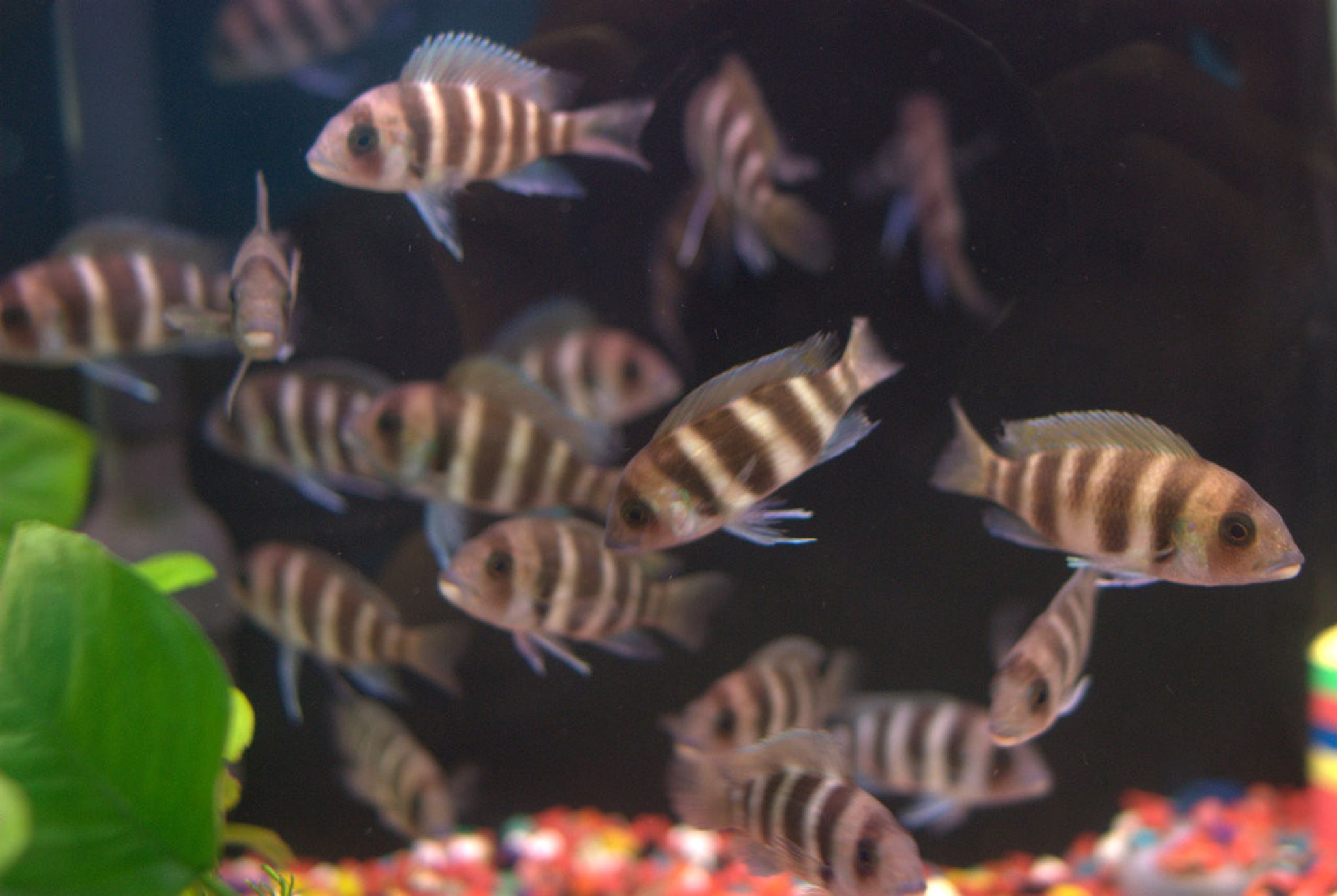 Burundi Frontosa Cichlid - Medium