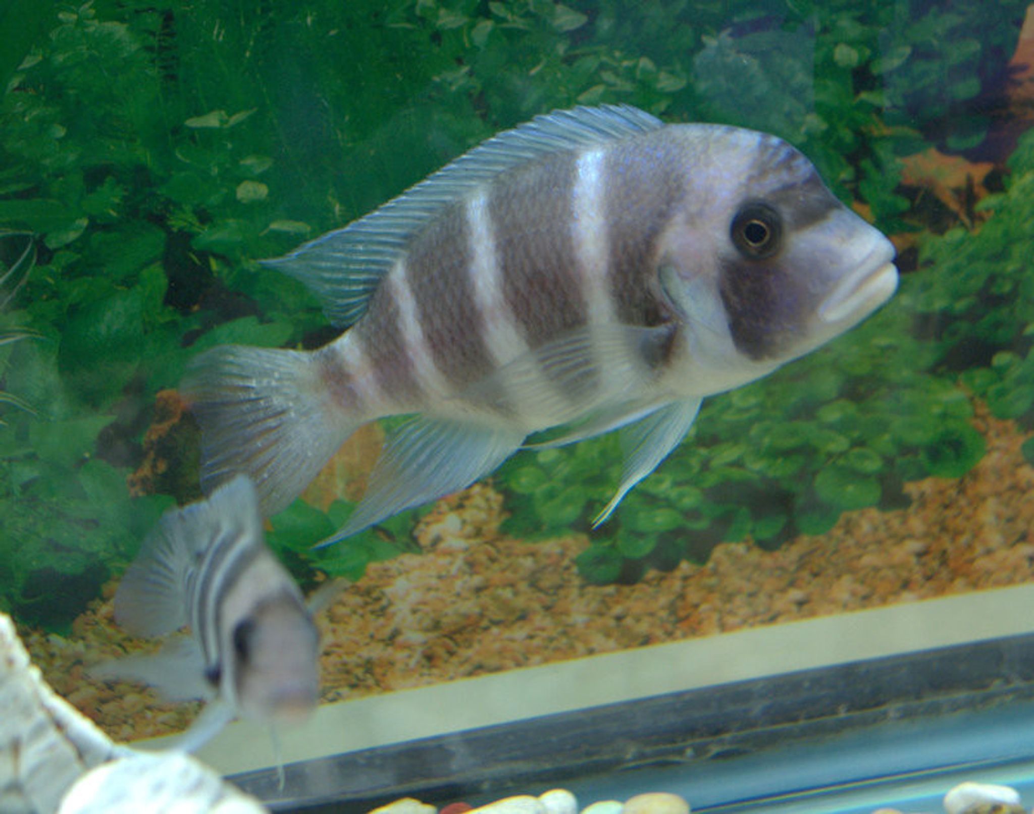 Burundi Frontosa Cichlid - Medium