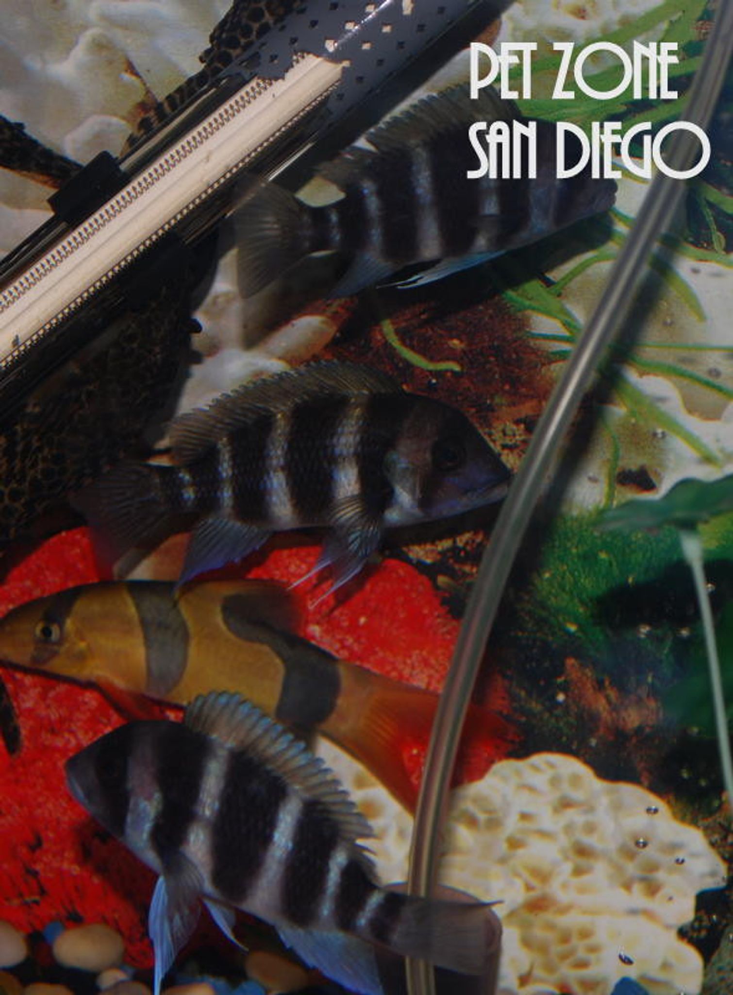 Burundi Frontosa Cichlid - Medium