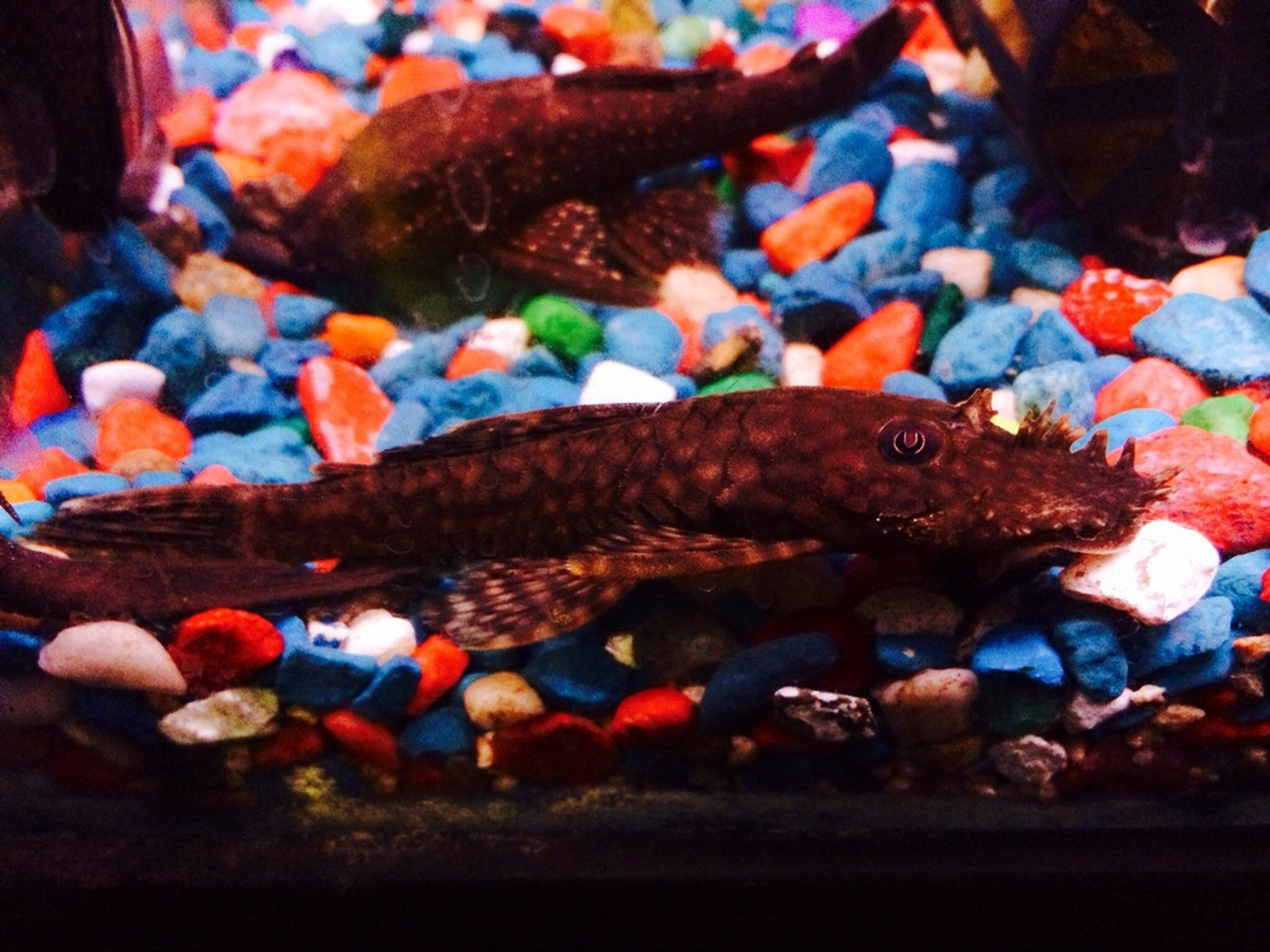 Bushy Nose Pleco (Ancistrus sp.)