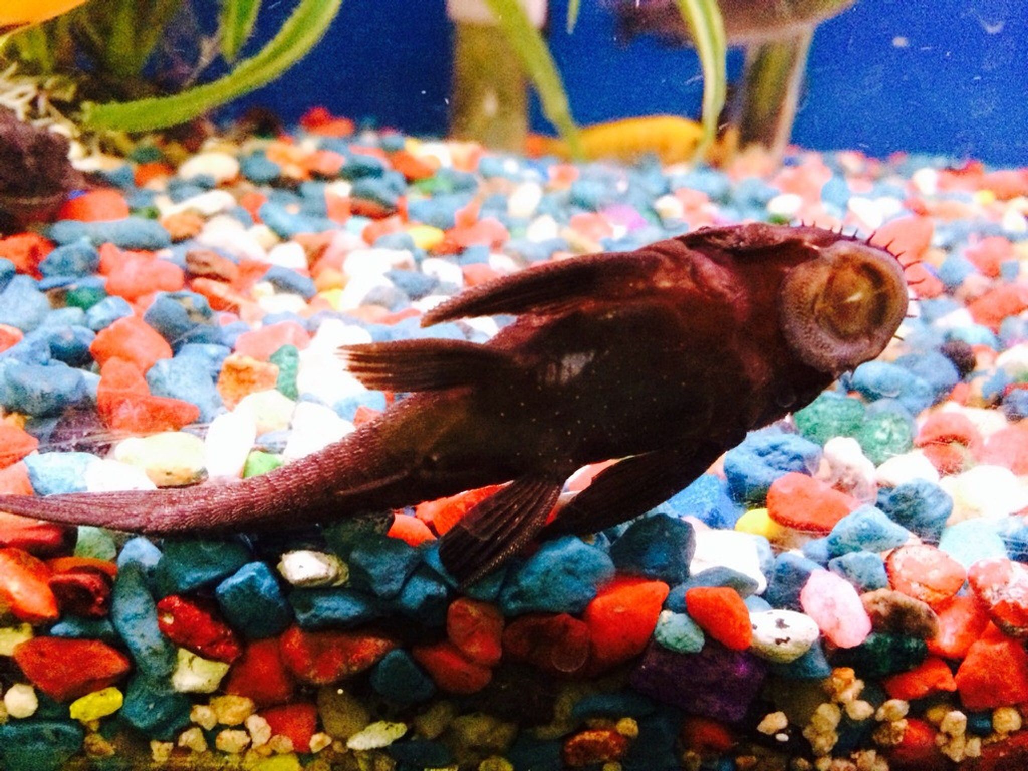 Bushy Nose Pleco (Ancistrus sp.)