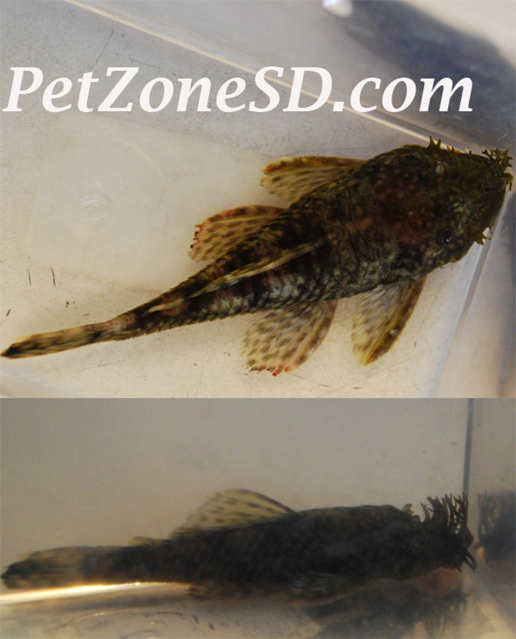 Bushy Nose Pleco / Bristle Nose Pleco