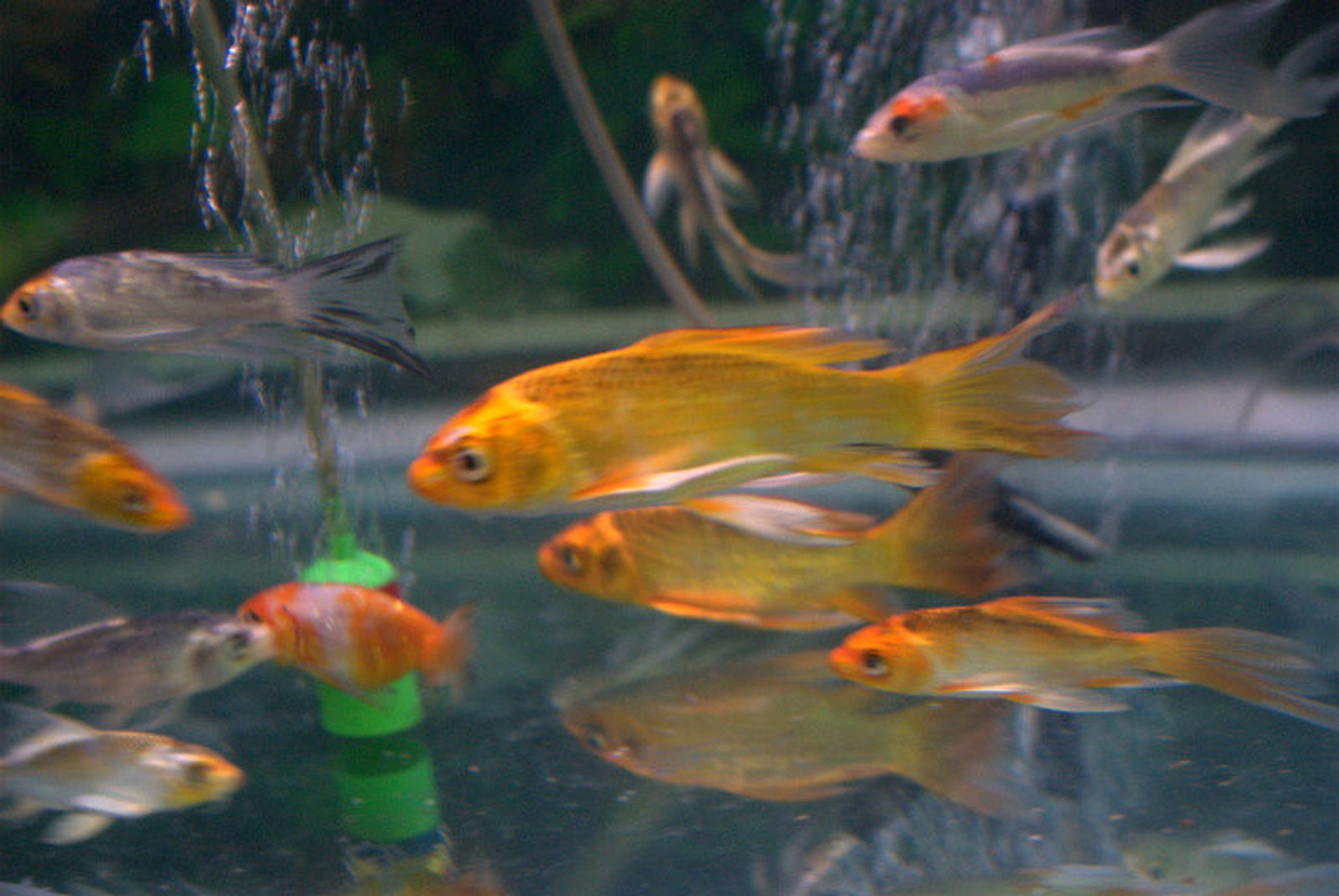 Butterfly Koi Fish