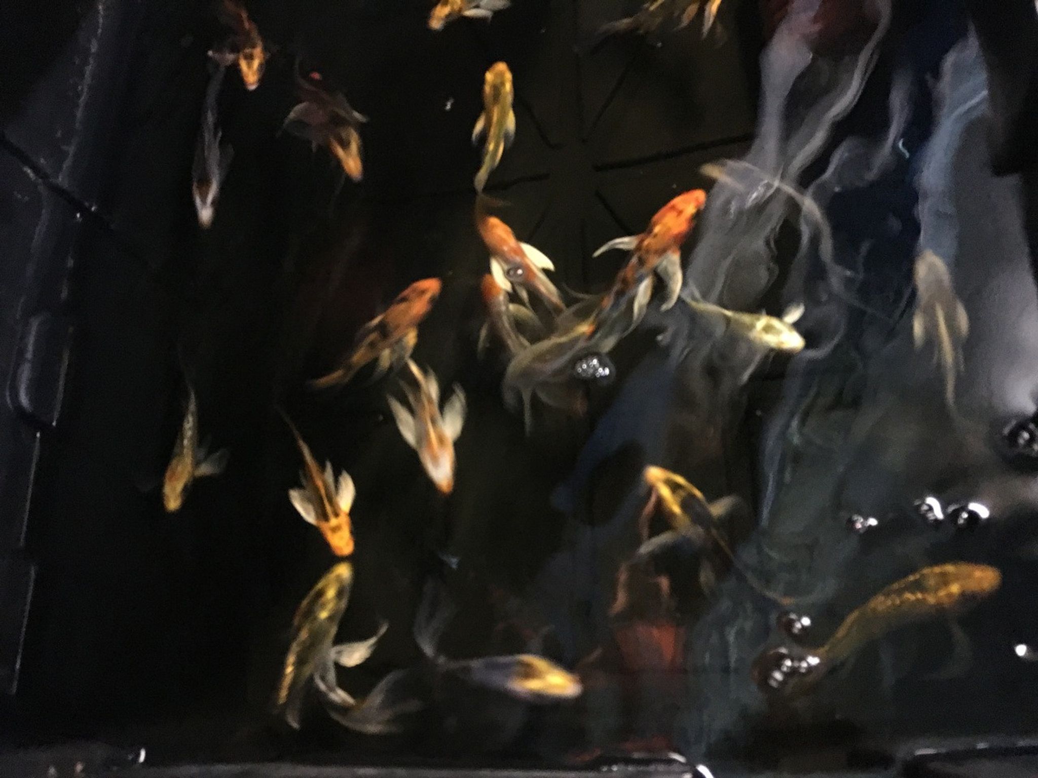 Butterfly Koi Fish