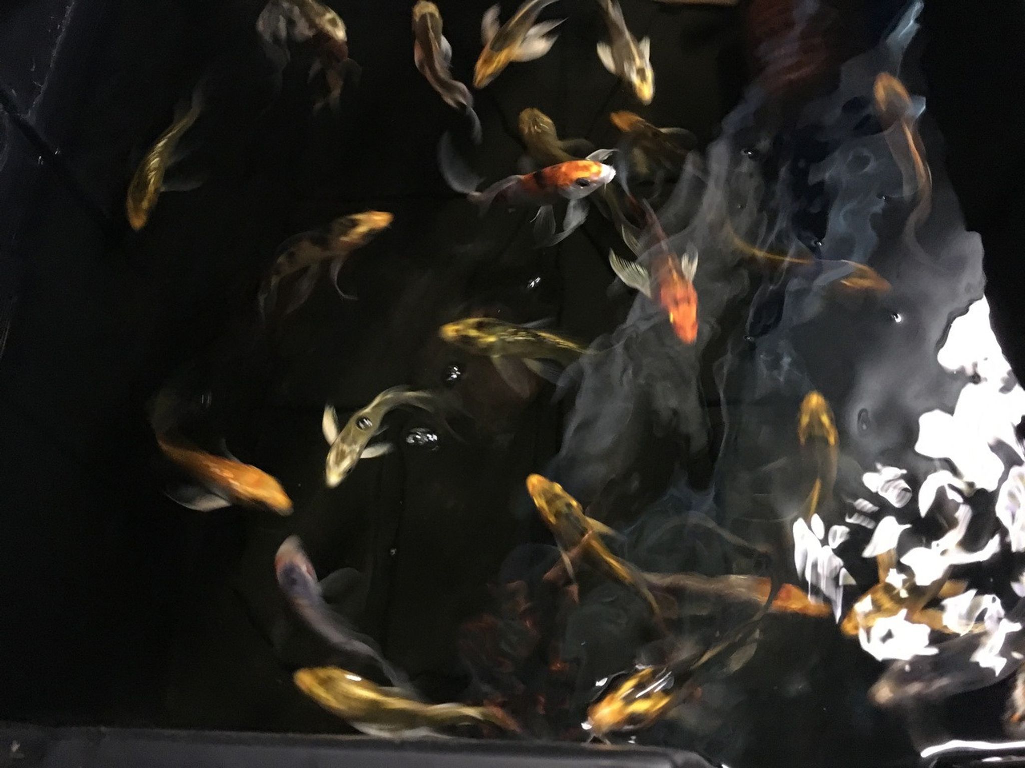 Butterfly Koi Fish